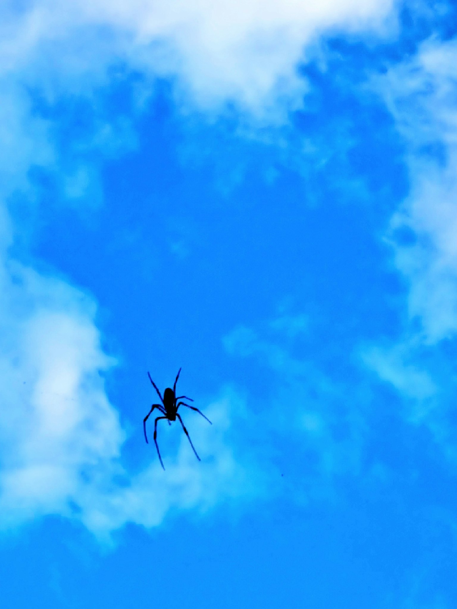 Siluet laba-laba hitam di langit biru