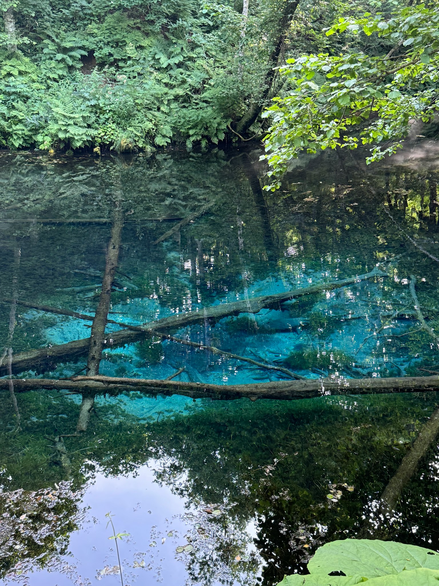 Agua clara reflejando árboles verdes y matices azules