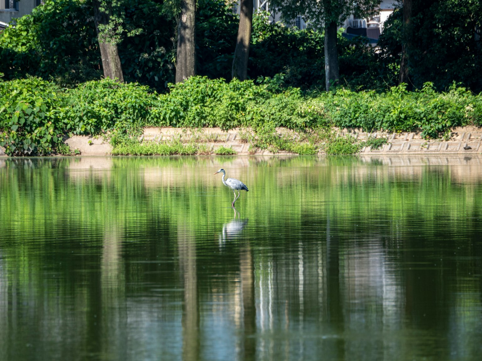 Un airone in piedi in un lago calmo con il suo riflesso