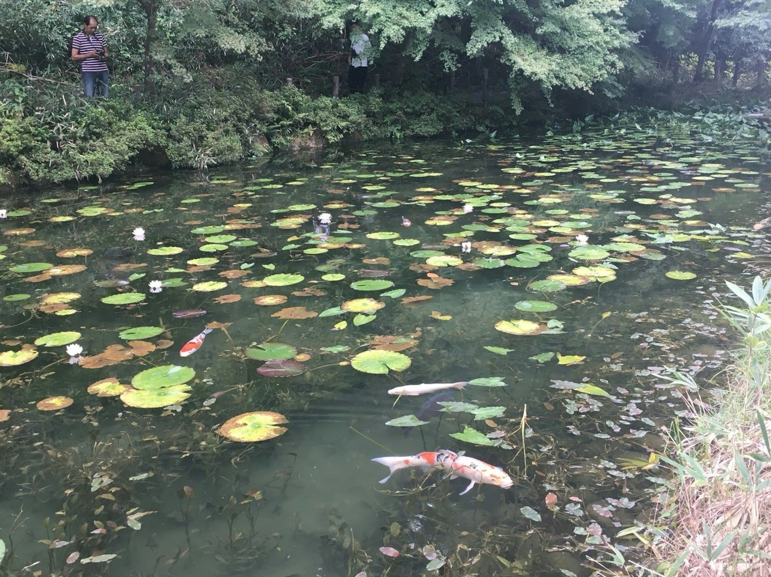 在寧靜的池塘中，鯉魚在睡蓮間游弋
