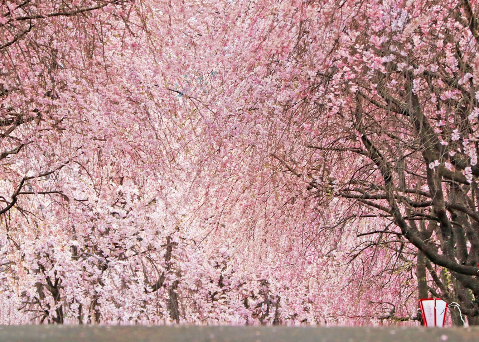 Jalan yang dikelilingi pohon sakura berbunga