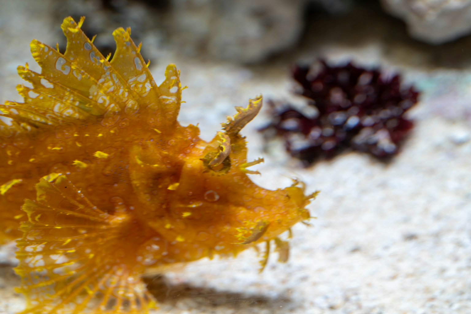 Ein leuchtend orangefarbener Skorpionfisch auf dem sandigen Meeresboden mit roten Algen im Hintergrund