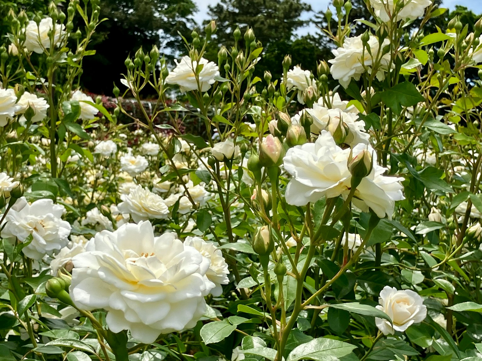 Un paysage rempli de roses blanches en fleurs