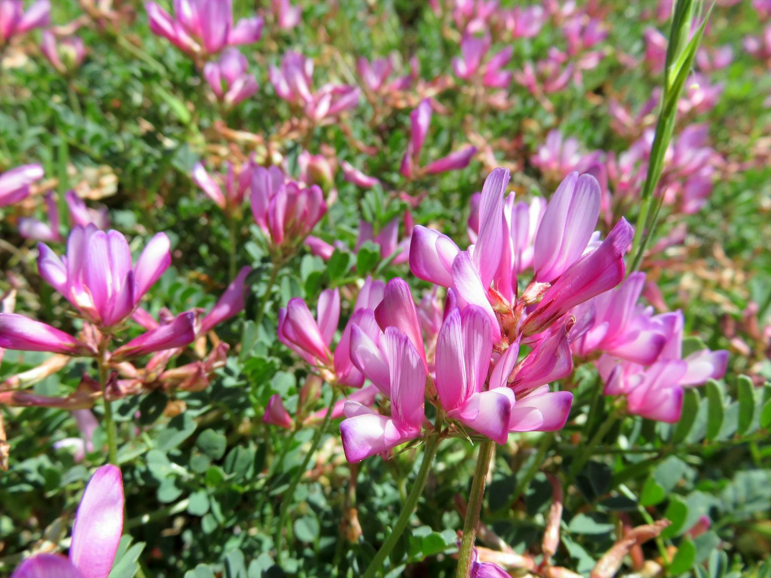 Una vivace esposizione di fiori rosa tra un fogliame verde lussureggiante