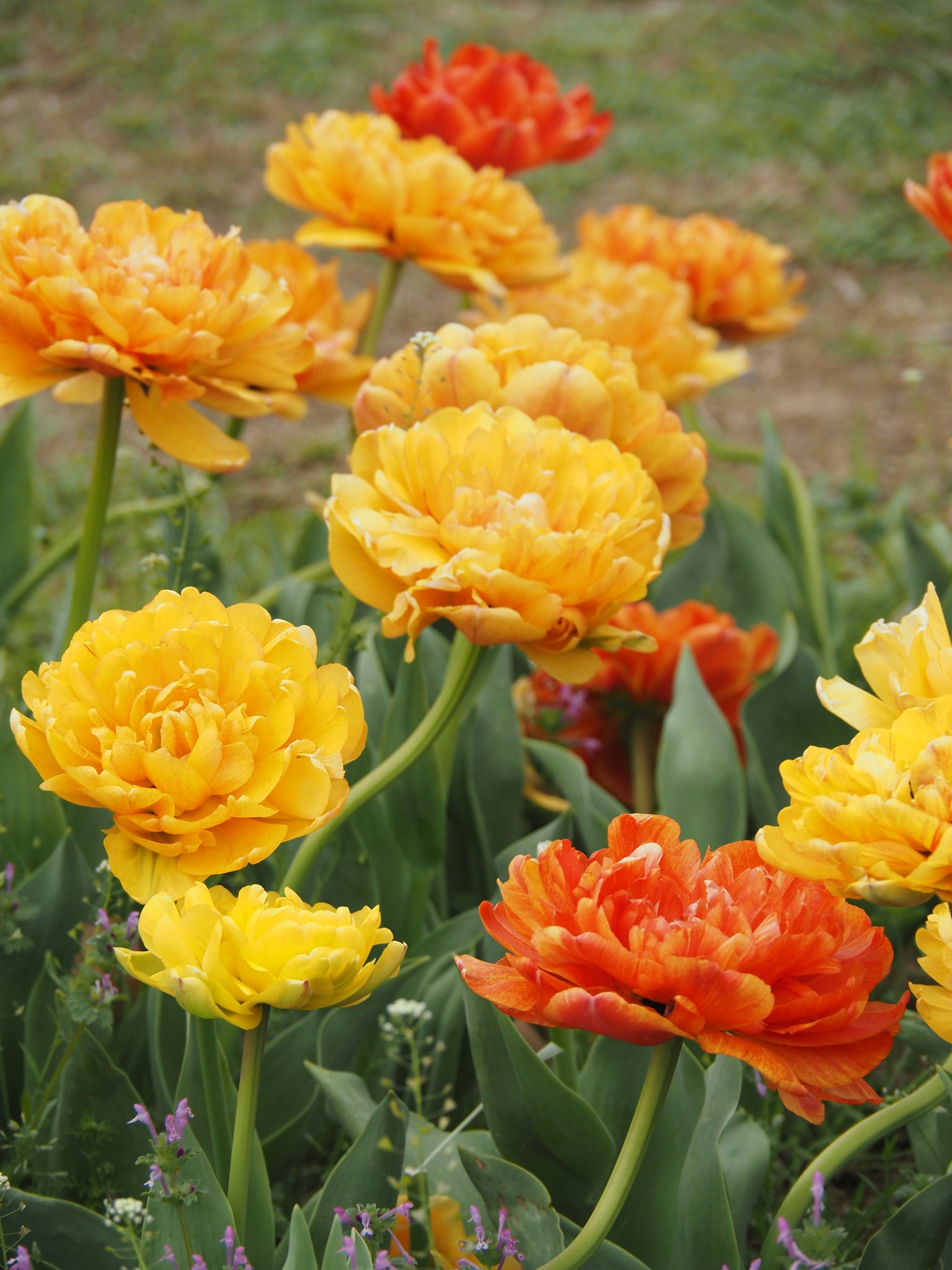 Lebendige Tulpen in Gelb- und Orangetönen blühen in einem Garten