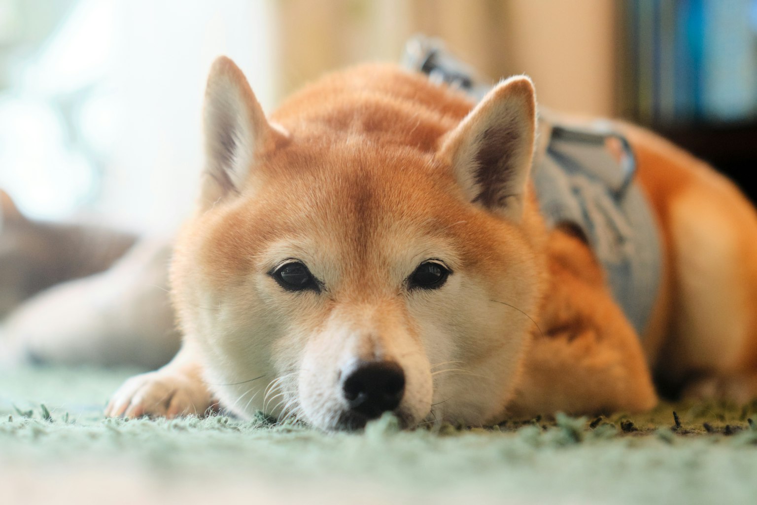 ชิบะอินุสุดน่ารักนอนอยู่บนพรมเขียว
