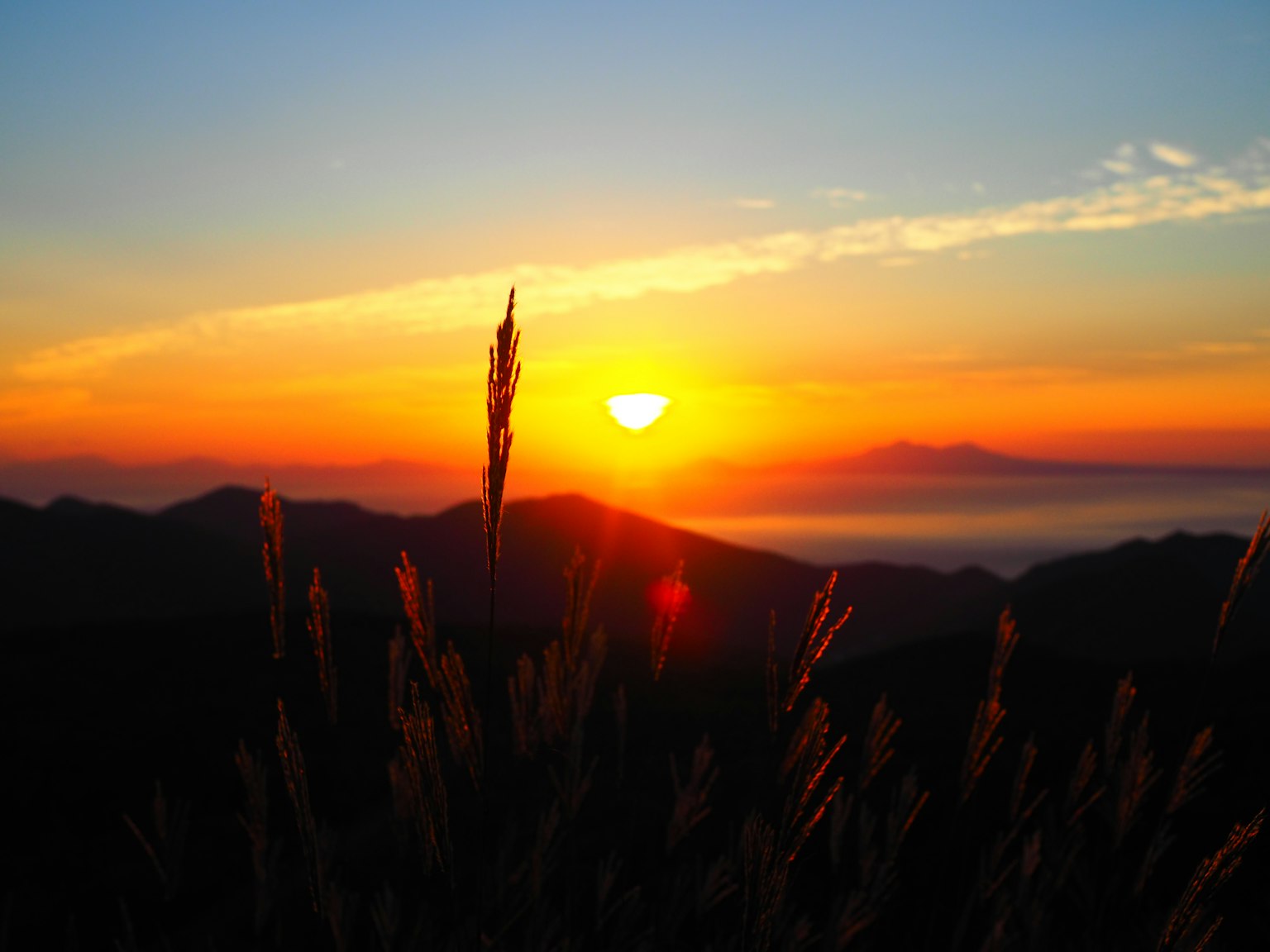 Bellissimo tramonto con silhouette d'erba e cielo blu arancione