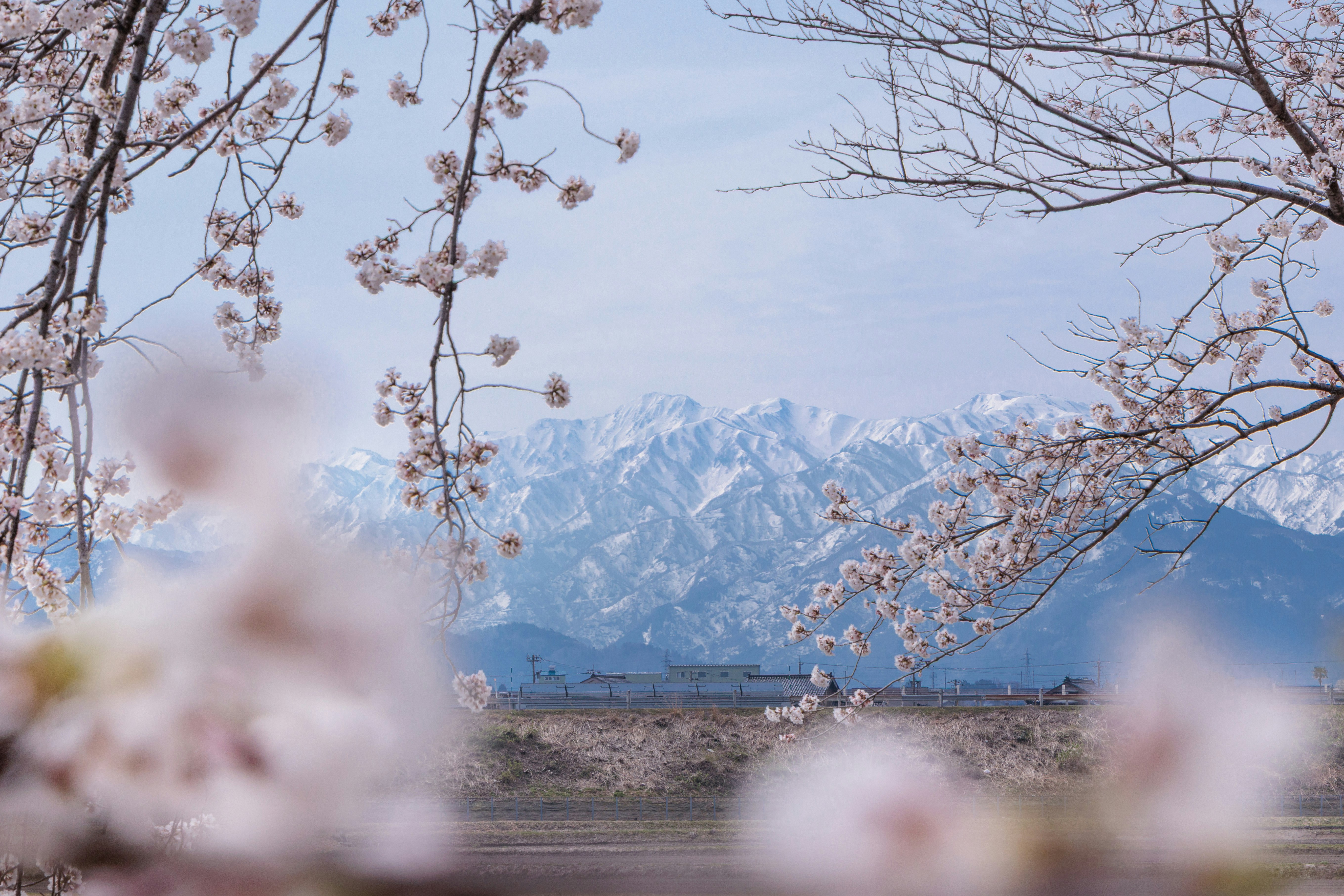 View of Mount Komagatake framed by cherry blossoms