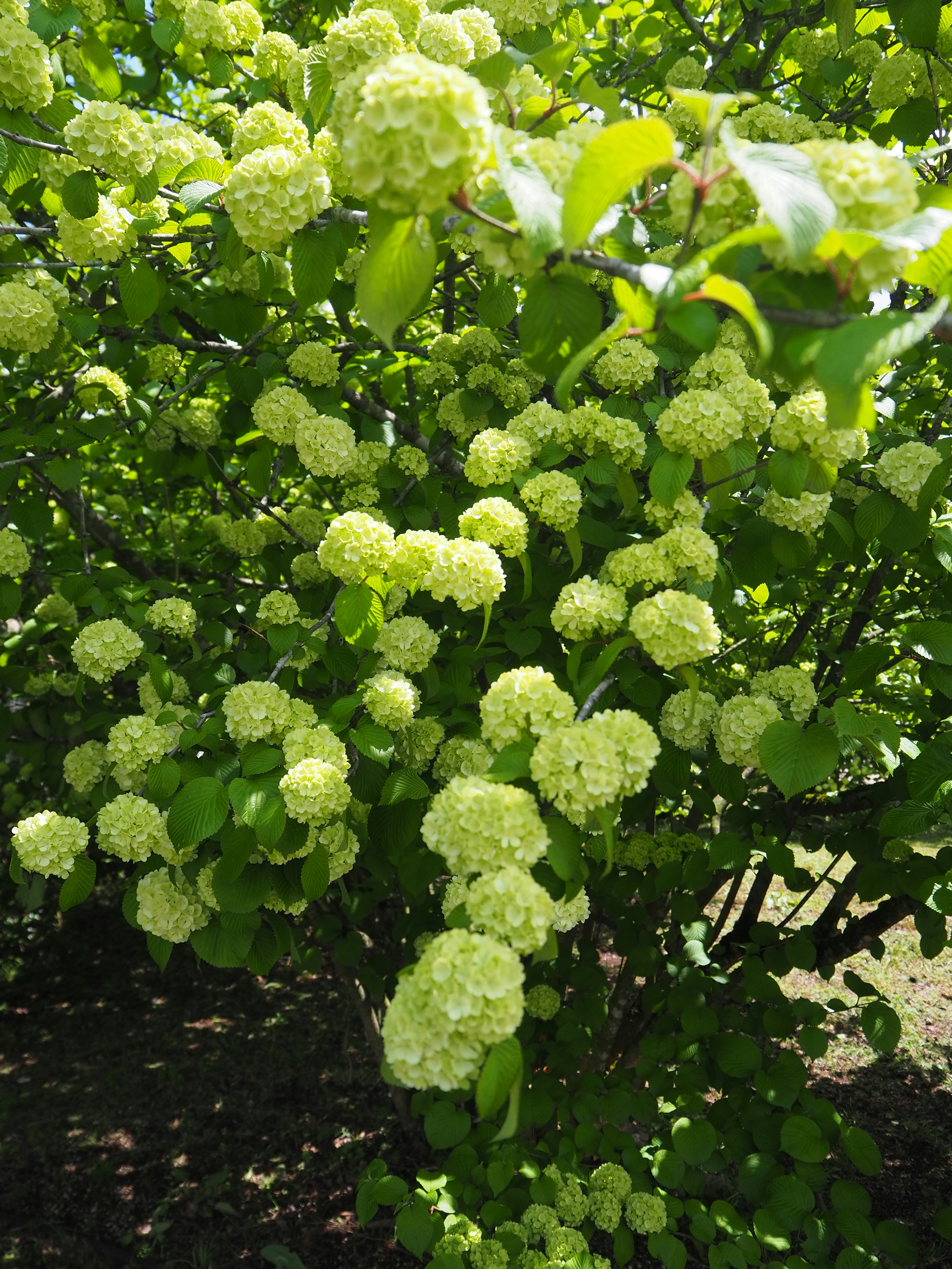 アナベルの花が咲く紫陽花の木