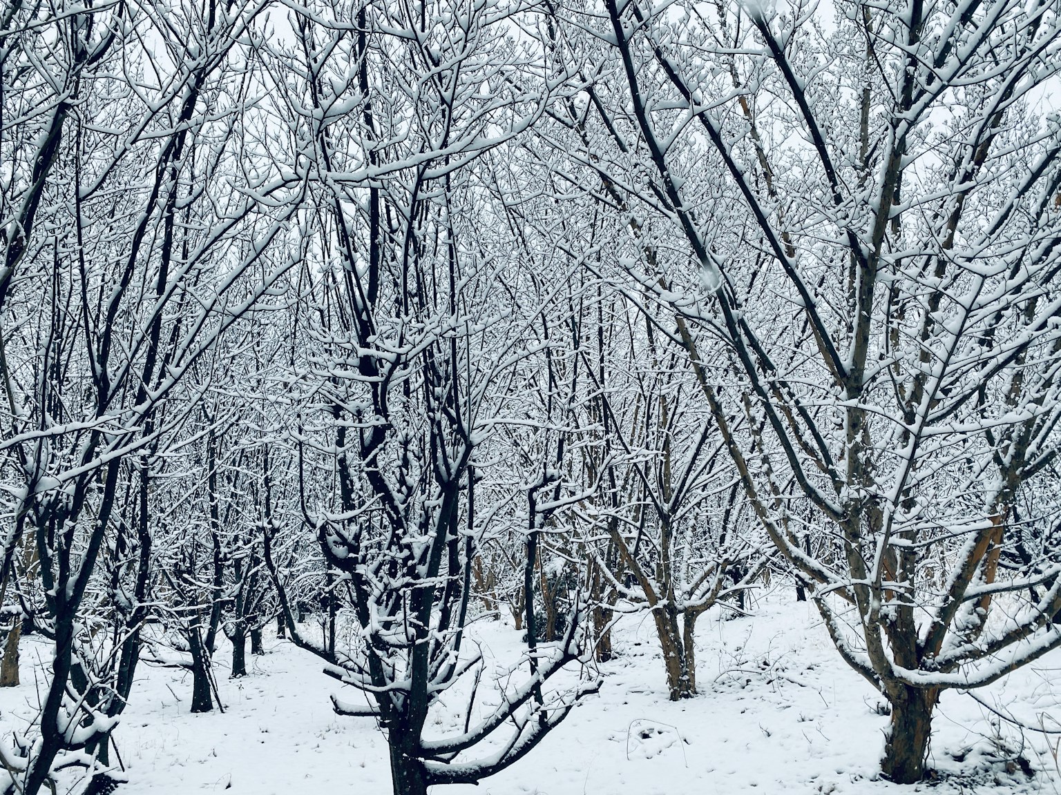 Forest landscape with snow-covered trees