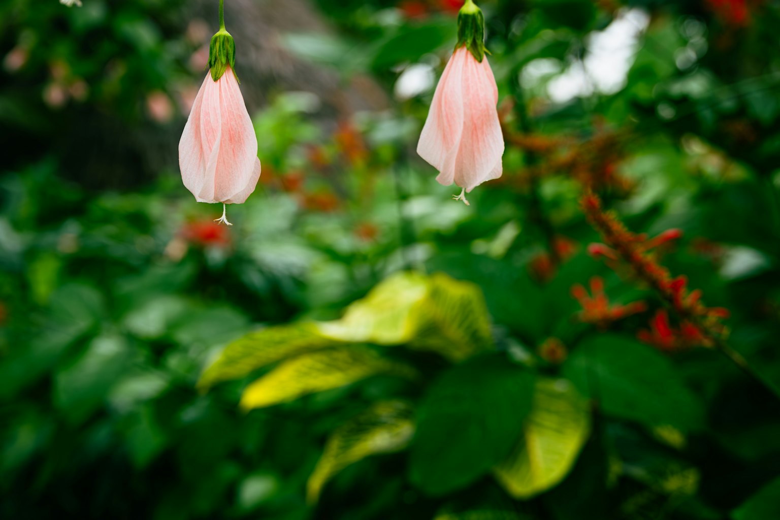 ดอกไม้สีชมพูอ่อนแขวนอยู่บนพื้นหลังของใบเขียว