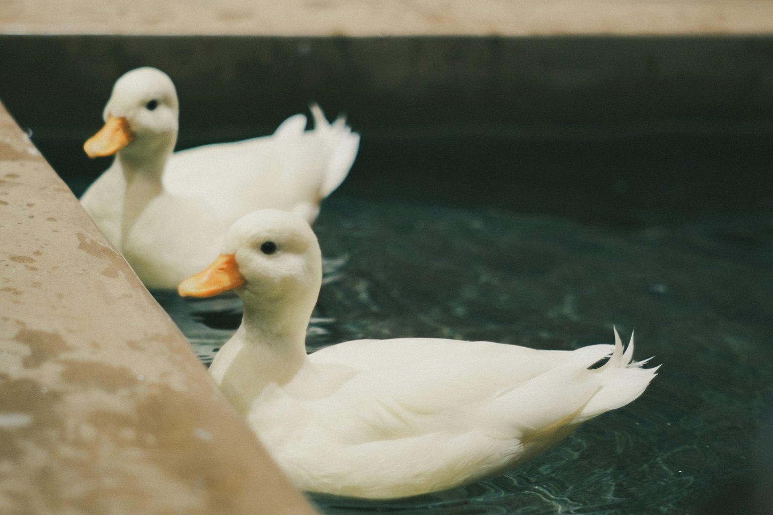Dua bebek putih berenang di air