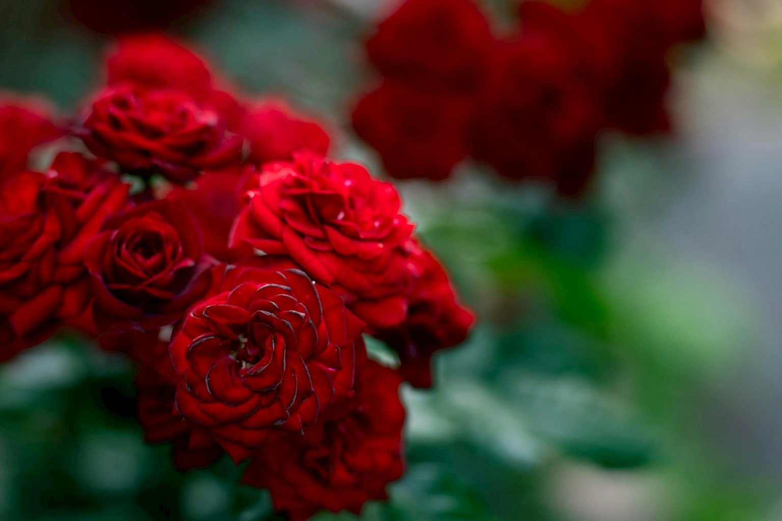 Ein lebhaftes Bouquet aus roten Rosen mit verschwommenem Hintergrund