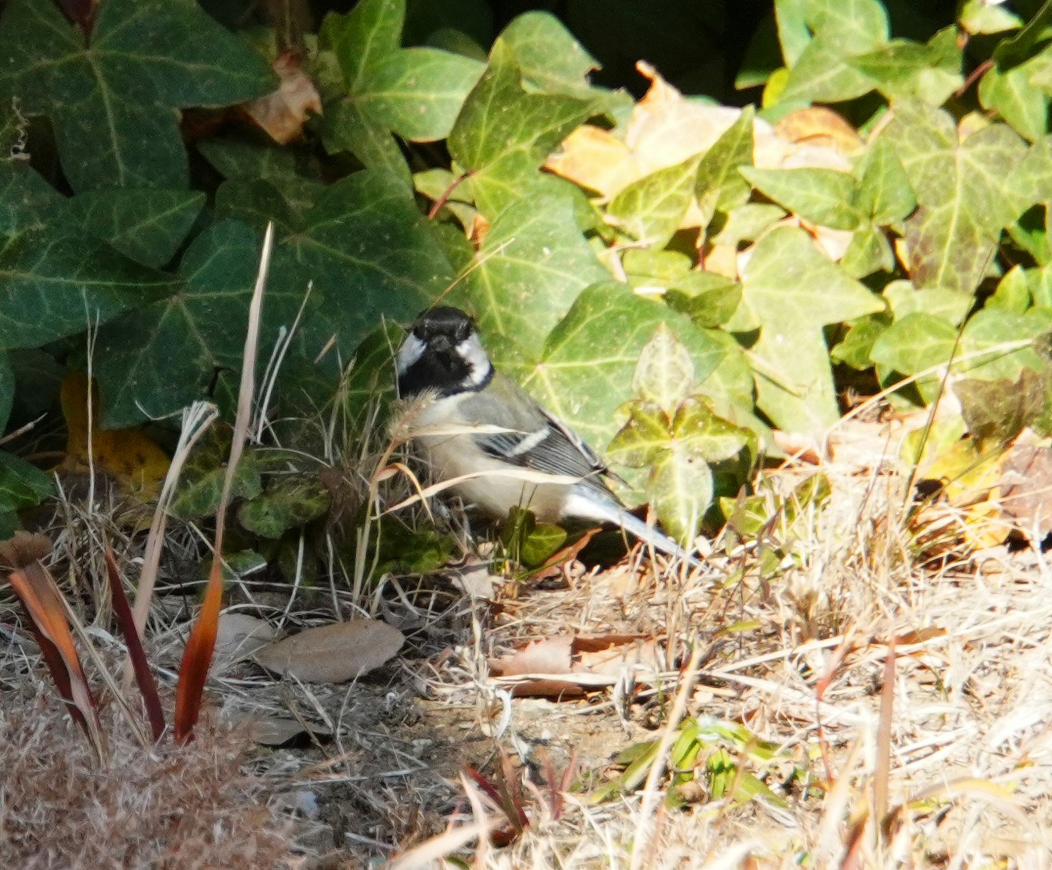 Un piccolo uccello tra foglie verdi al sole