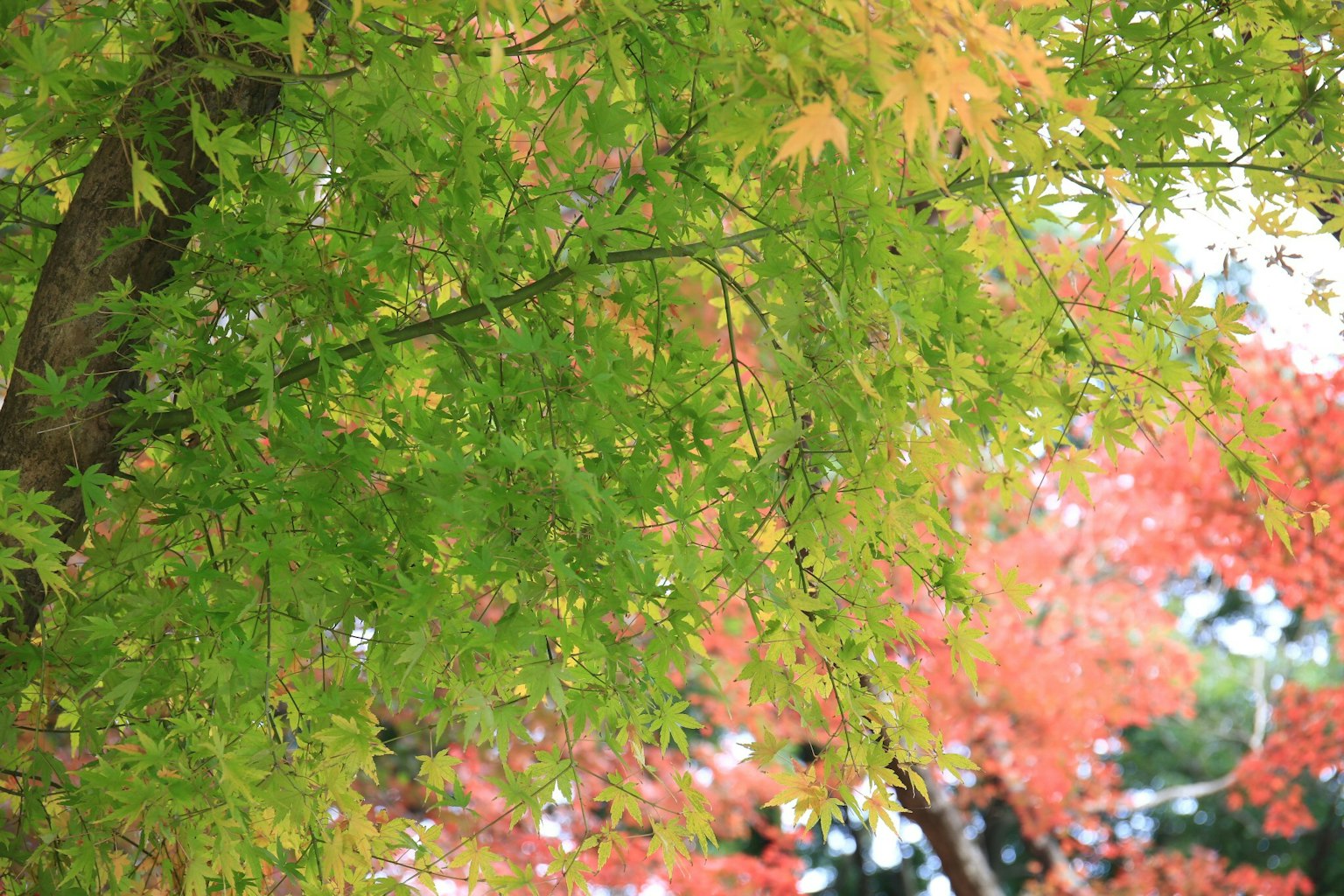 Branches with green and red autumn leaves