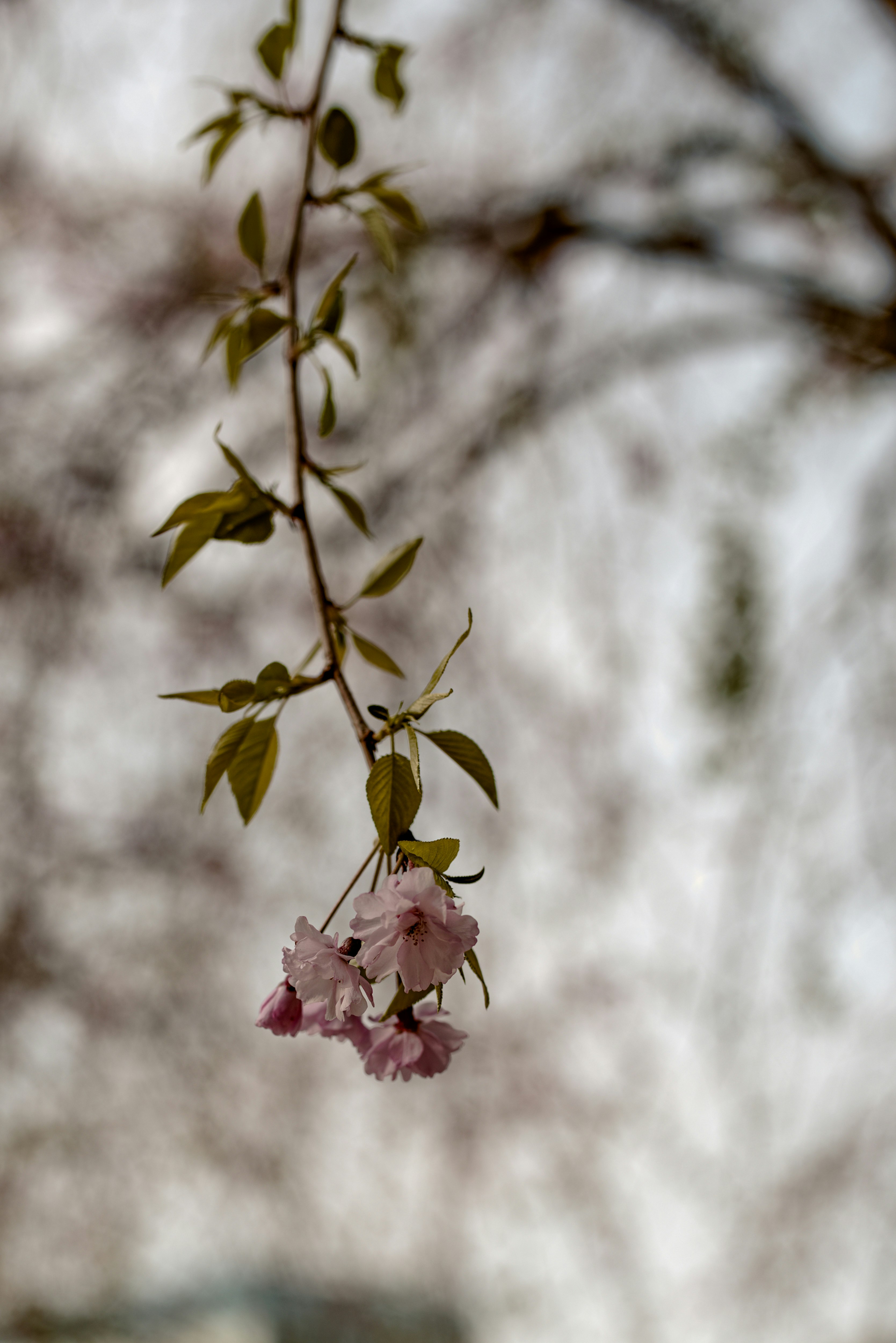 桜の花が枝に咲く春の背景画像