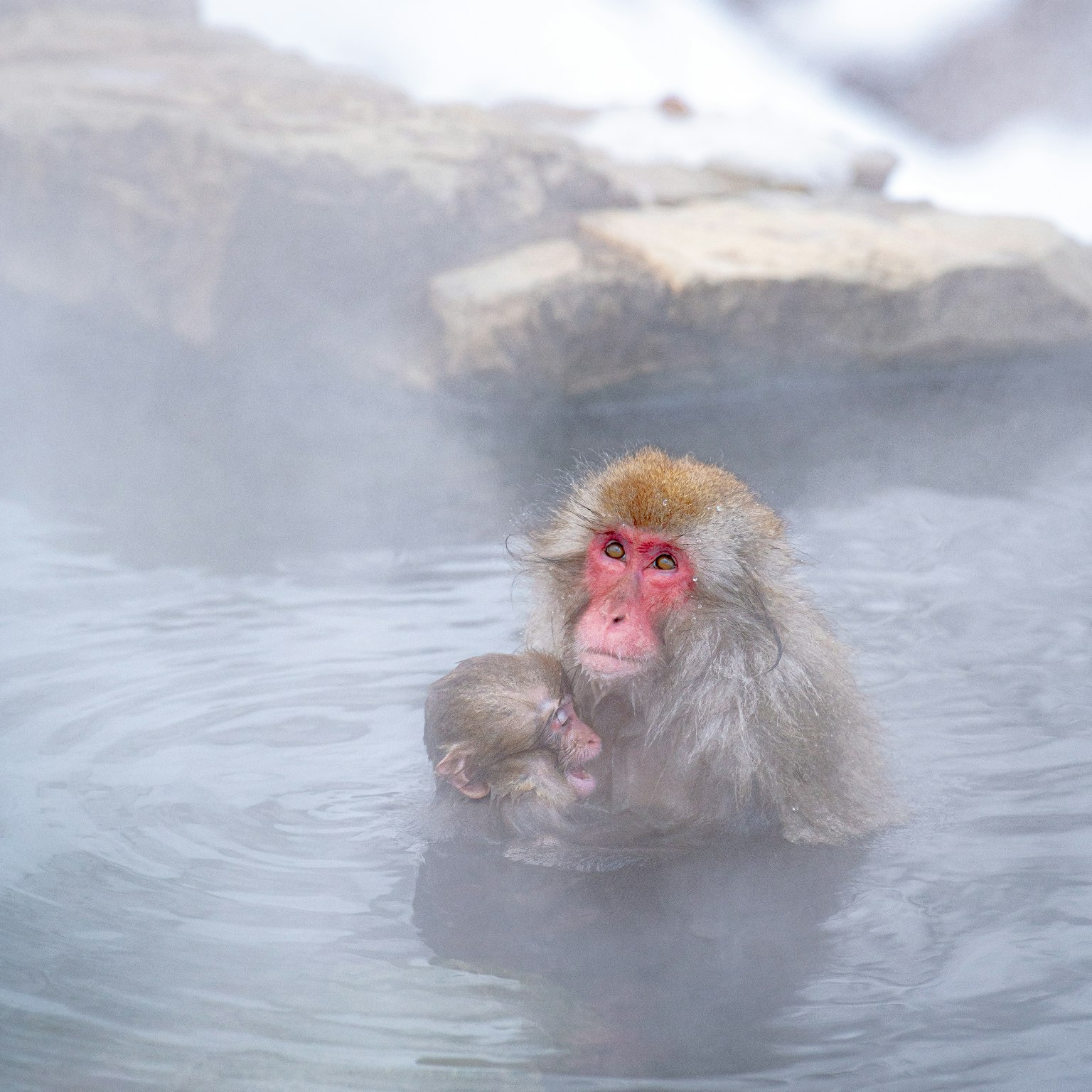 Singe des neiges se baignant dans une source chaude avec son bébé