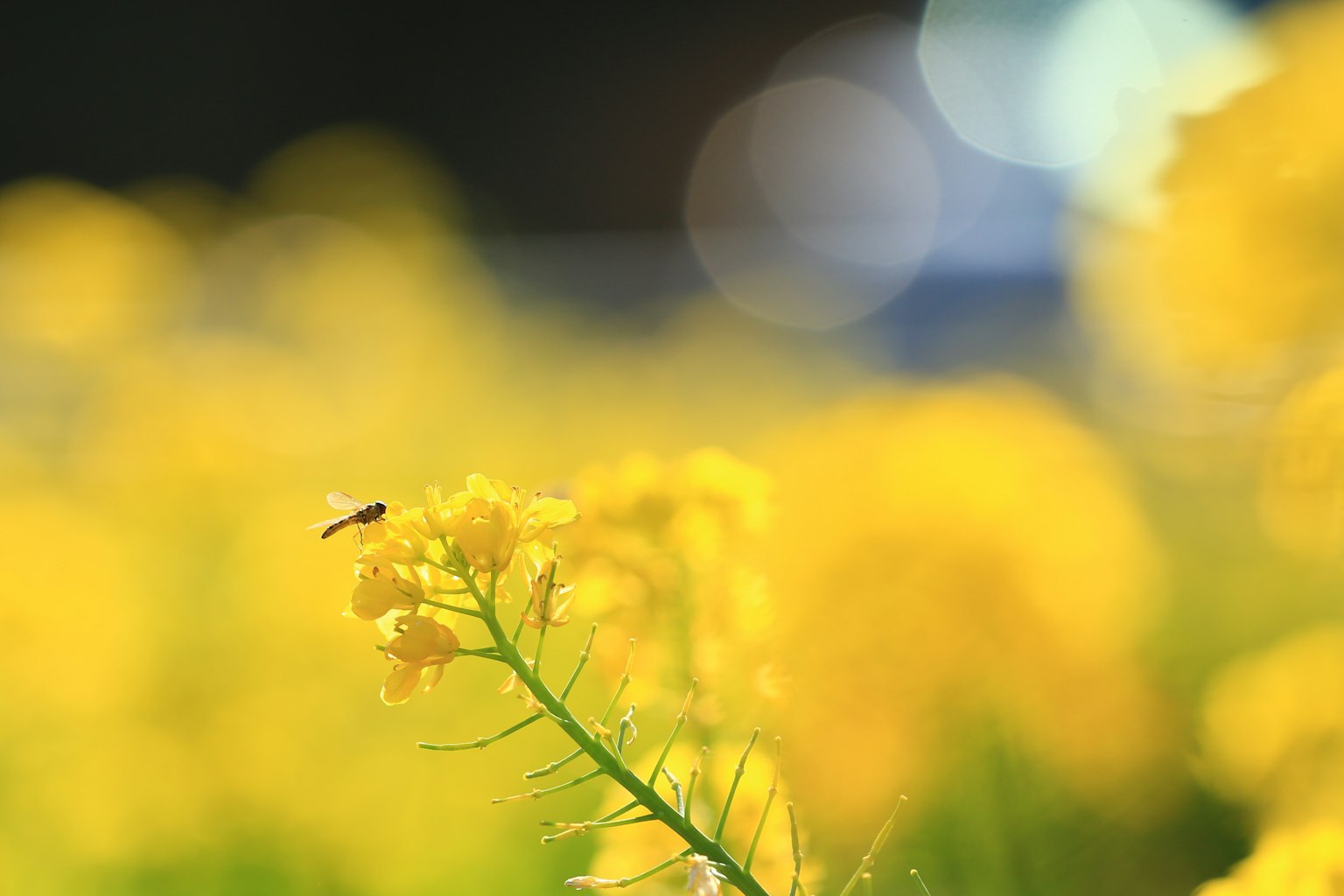 Gros plan sur des fleurs jaunes avec un insecte