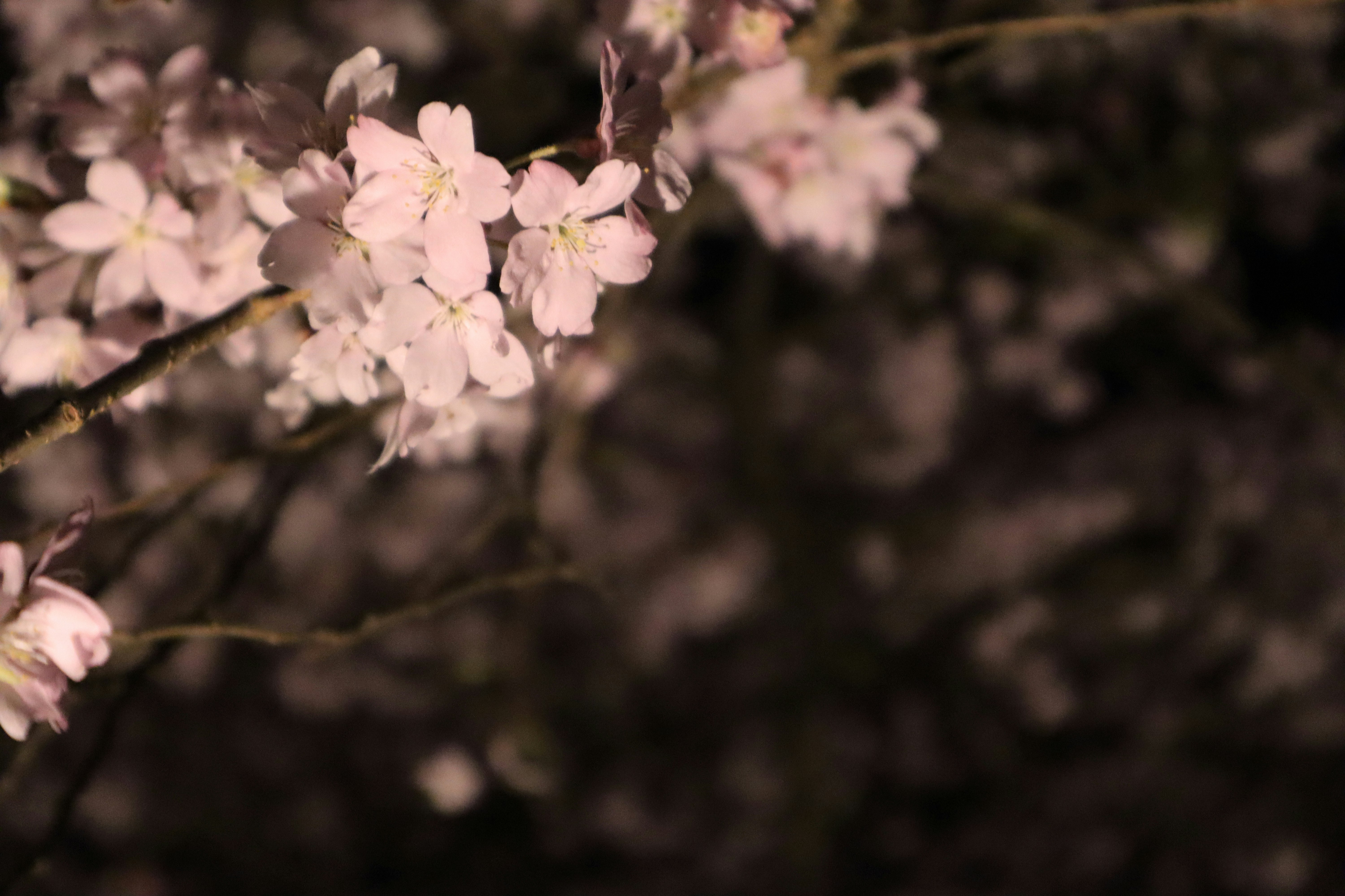 しだれ桜の枝に咲く夜桜の花