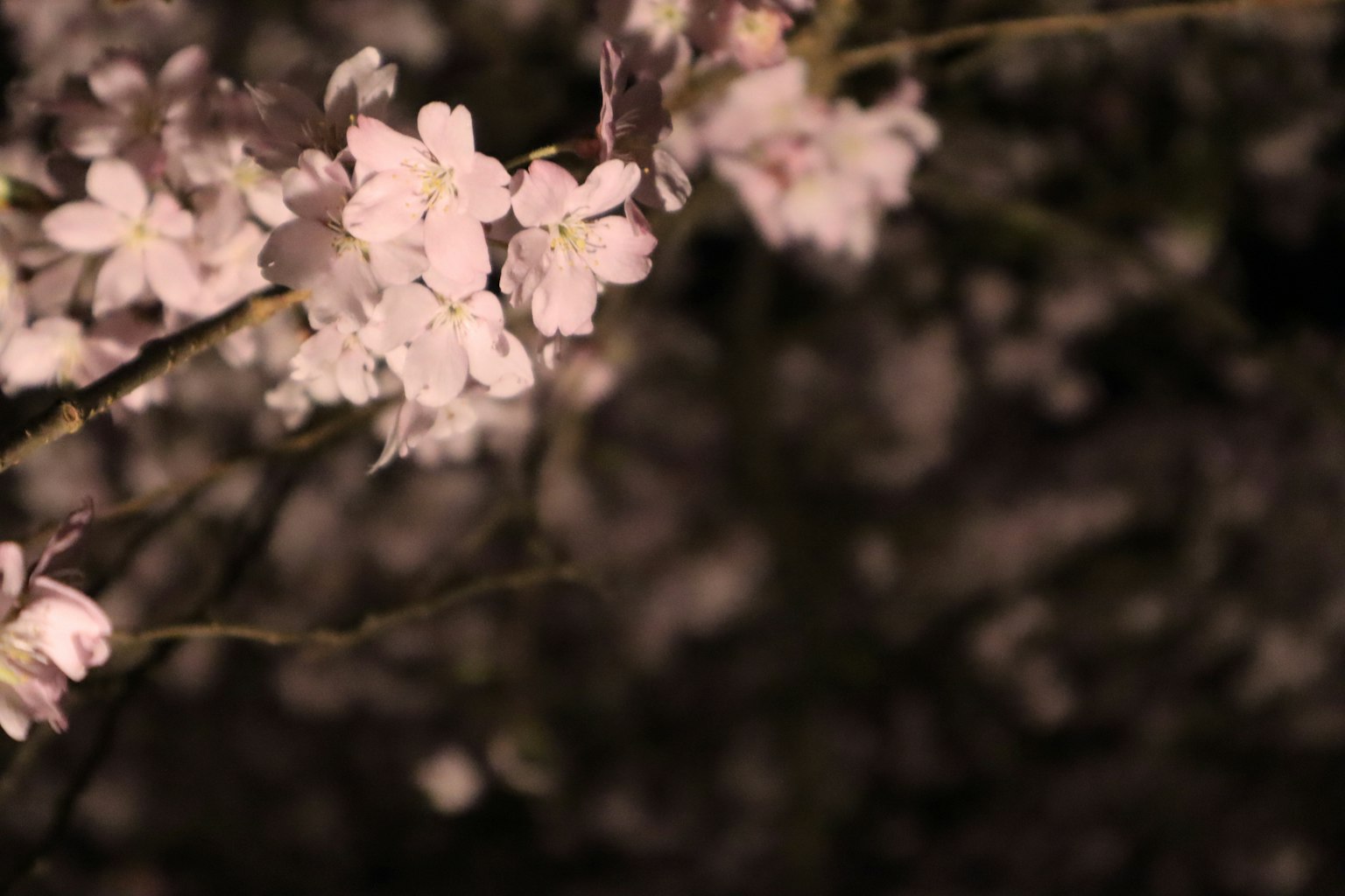 Cherry blossoms blooming at night with a dark background