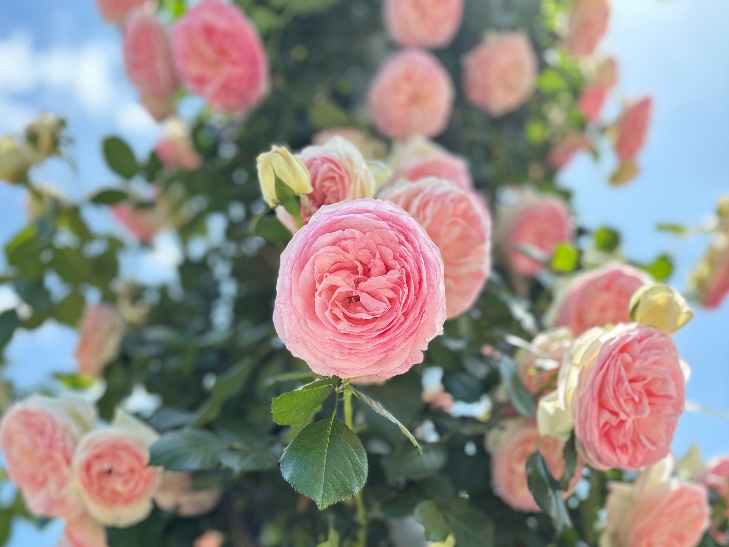 ピンクのバラが咲き誇る花束のクローズアップ