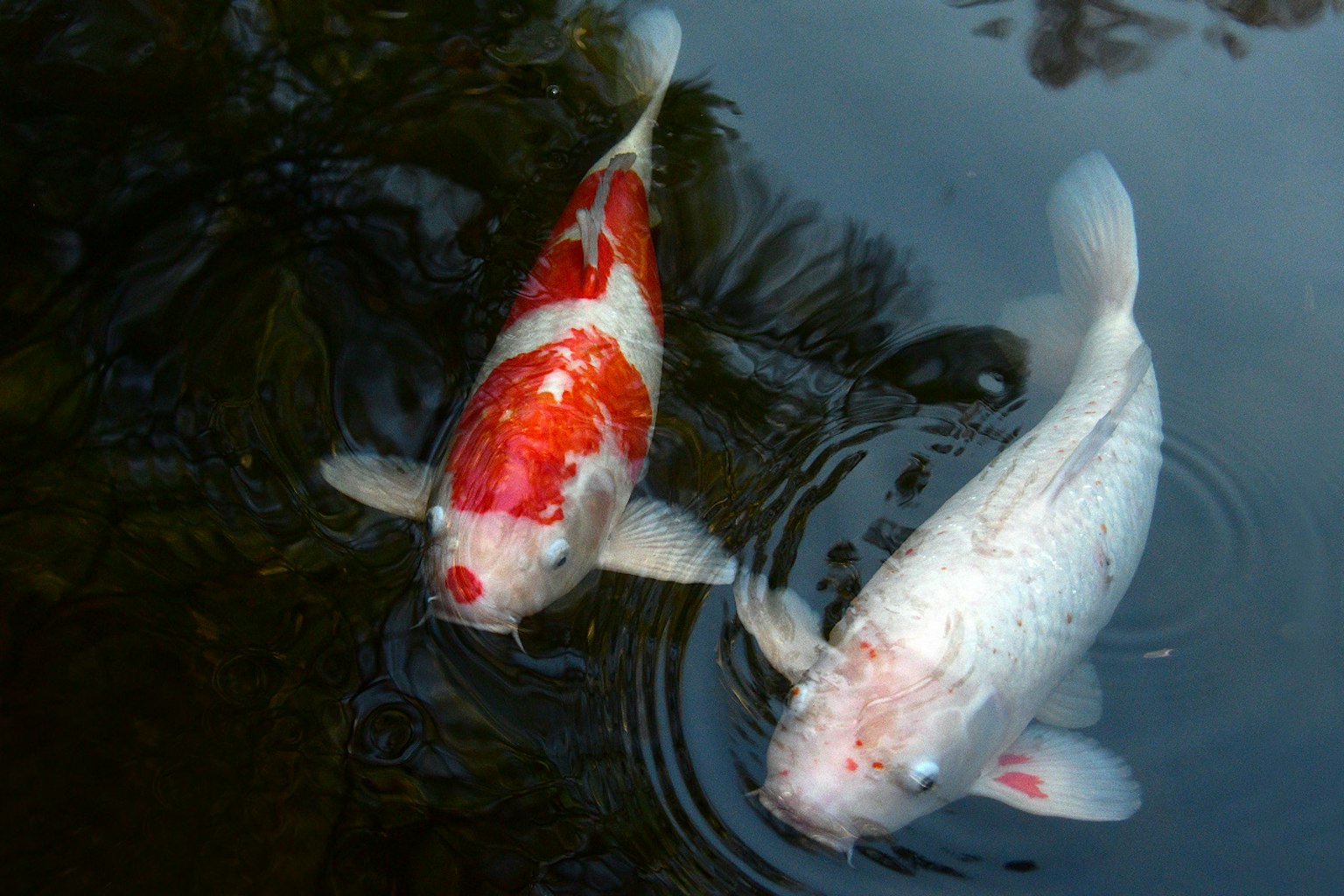 Deux carpes koi nageant à la surface de l'eau l'une rouge et blanche l'autre blanche