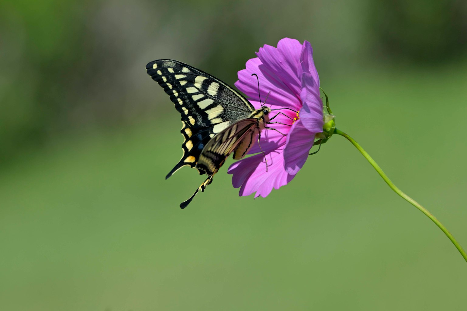 Schwarzer und gelber Schmetterling sitzt auf einer lila Blume