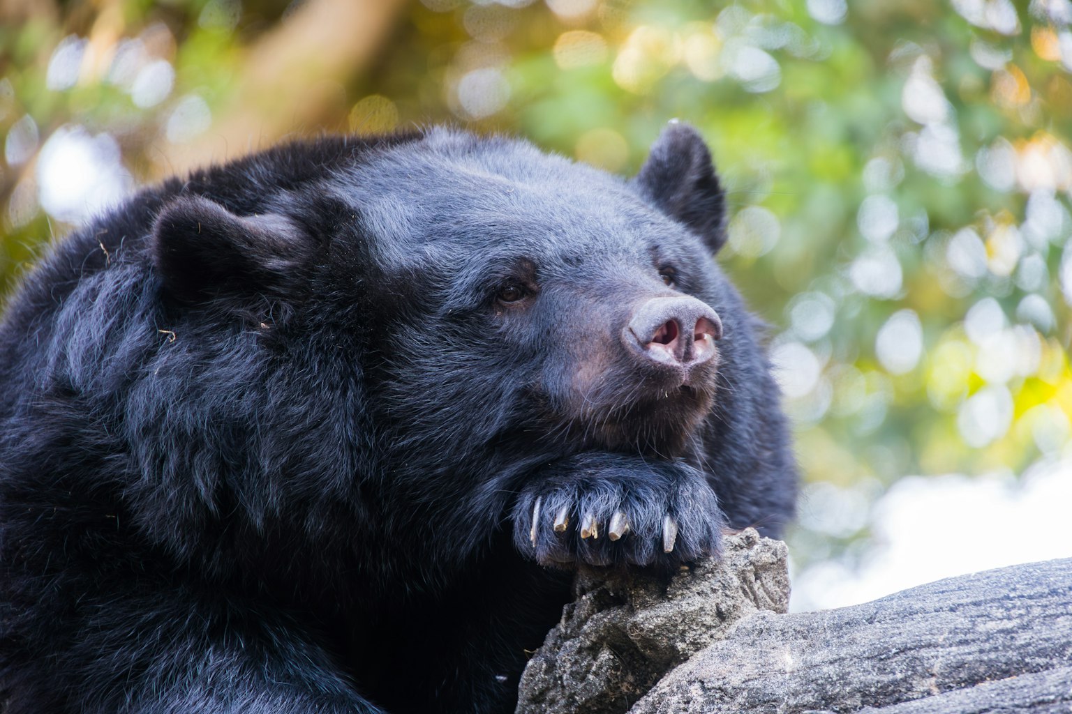 Beruang hitam bersandar pada batang kayu dengan latar belakang kehijauan yang kabur