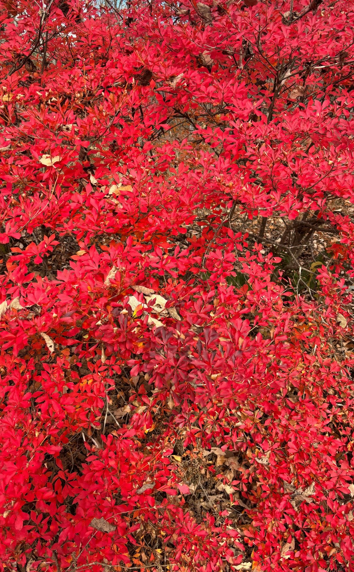 赤いもみじの群生する木々の景色