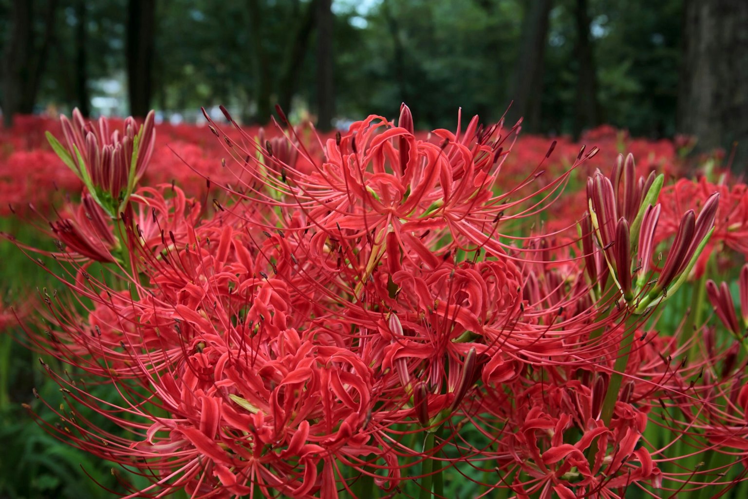 Un champ de lys araignées rouges éclatants en fleurs