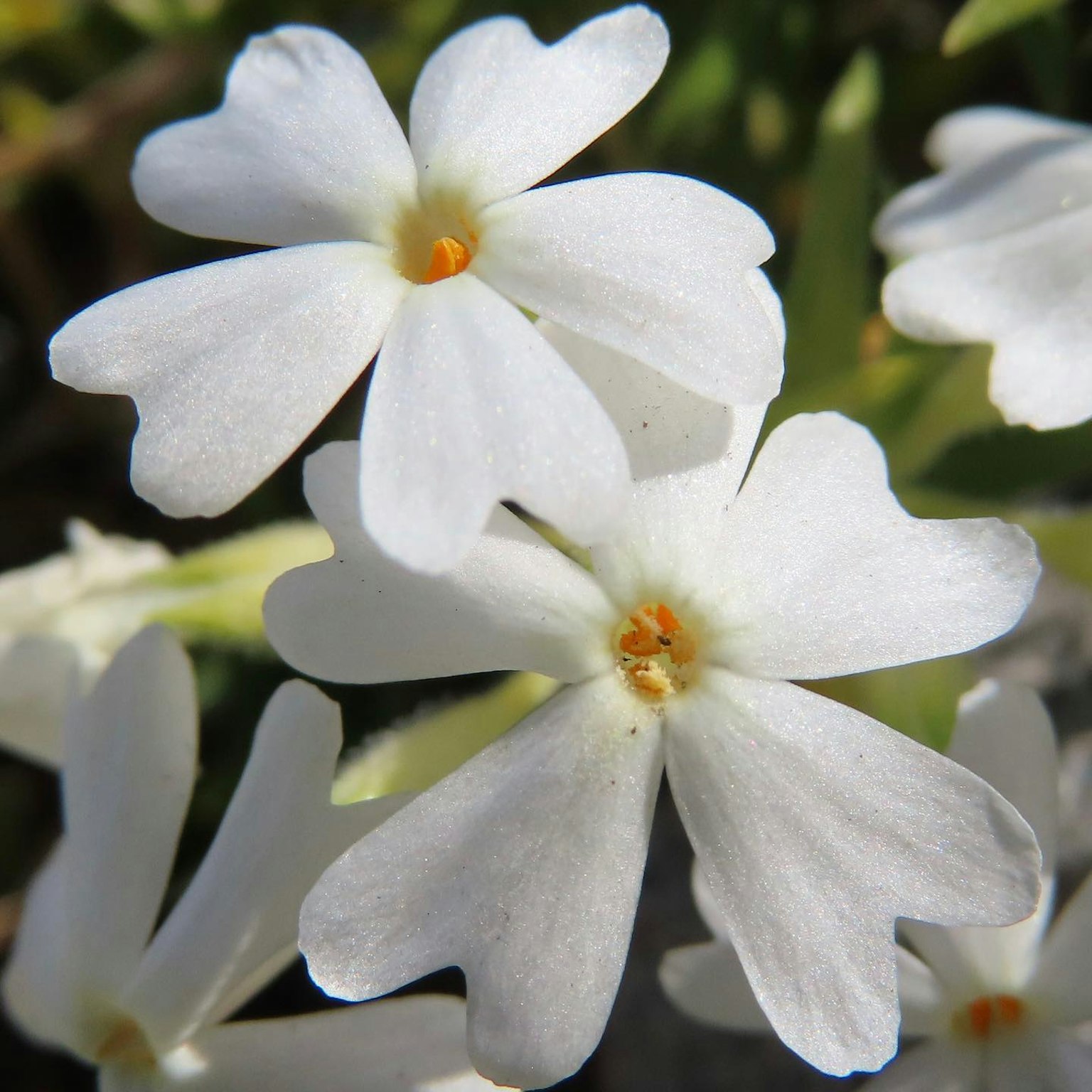 Raggruppamento di piccoli fiori bianchi con centri arancioni
