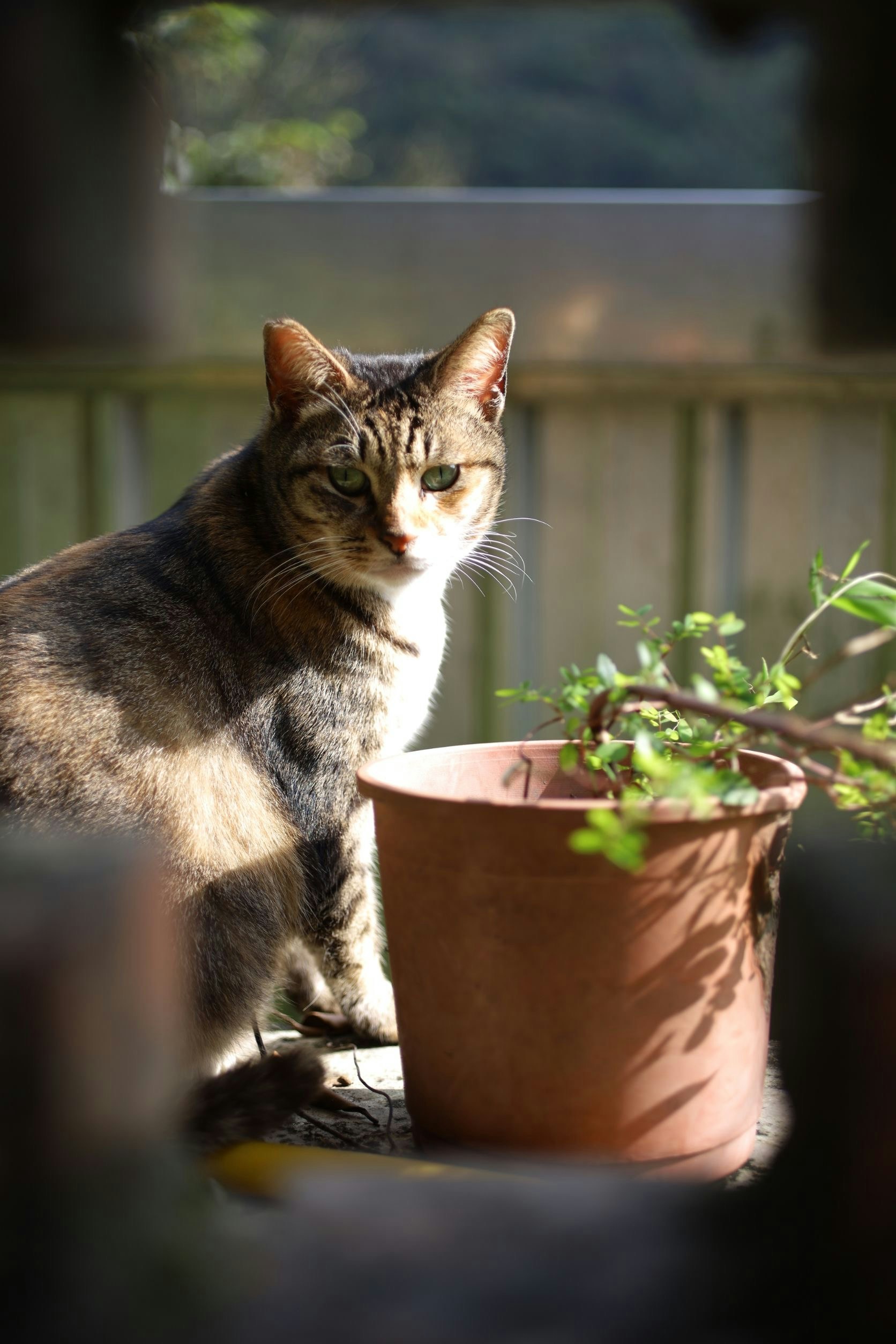 鉢植えの前に座る猫