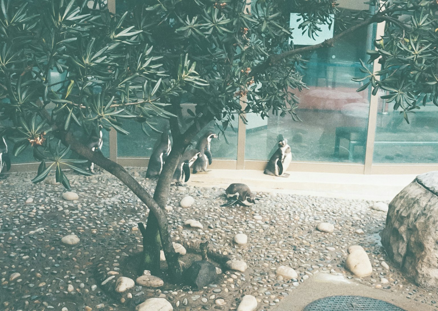 Des pingouins dans un jardin avec un arbre et des pierres autour