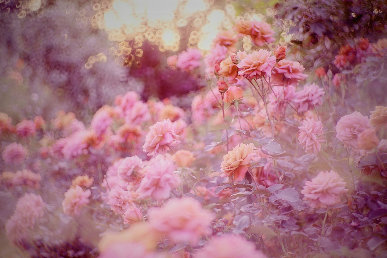 Feld von blühenden rosa Rosen mit sanfter Unschärfe