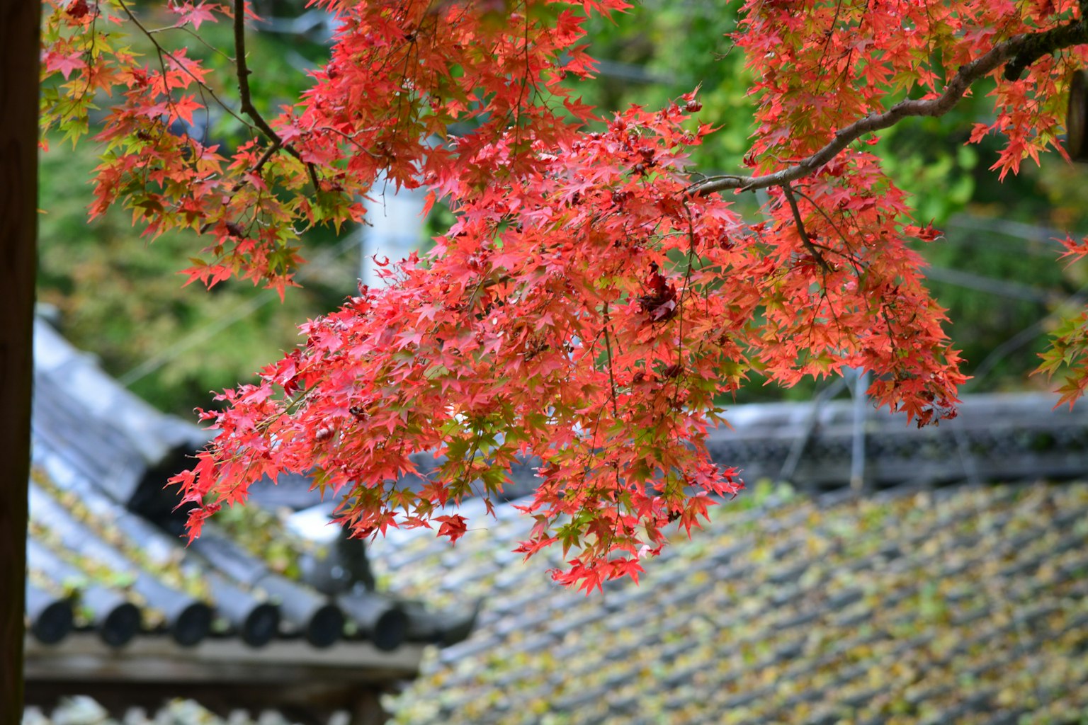 Vibrant red maple leaves against a traditional Japanese roof