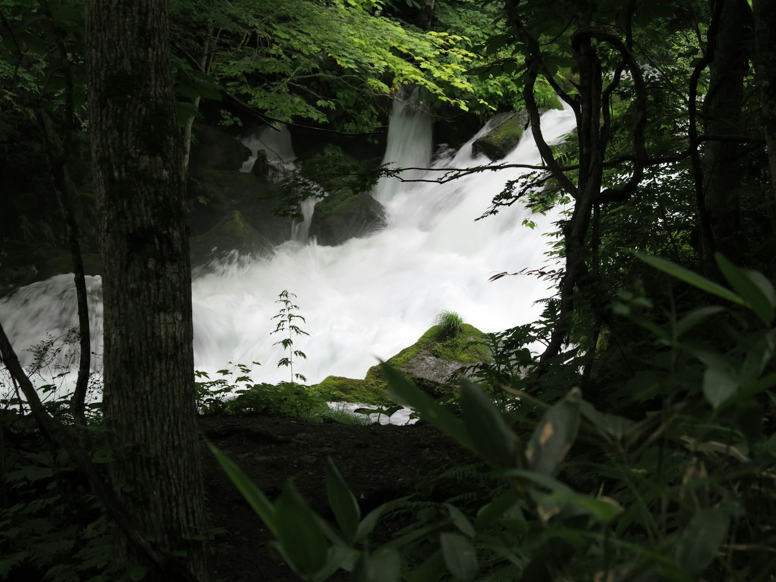 Gambar air terjun mengalir melalui hutan hijau yang rimbun