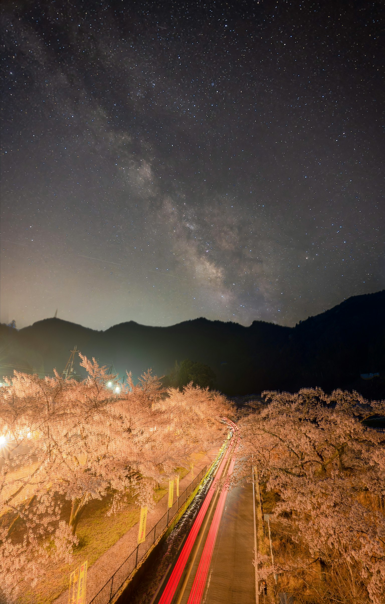 Cielo notturno pieno di stelle e alberi di ciliegio lungo una strada