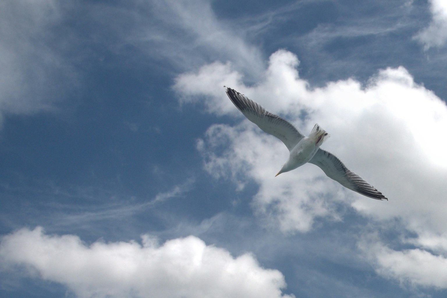 Möwe, die in einem blauen Himmel mit Wolken schwebt