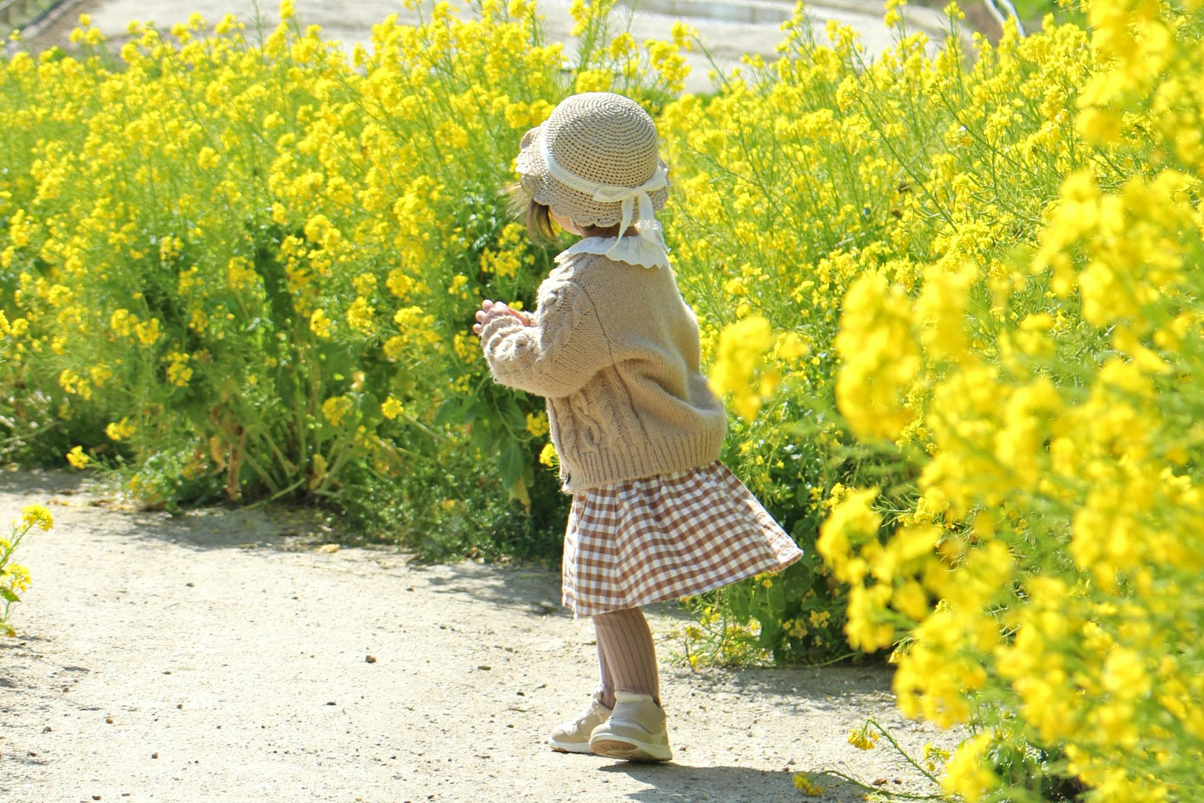 A little girl walking among bright yellow flowers