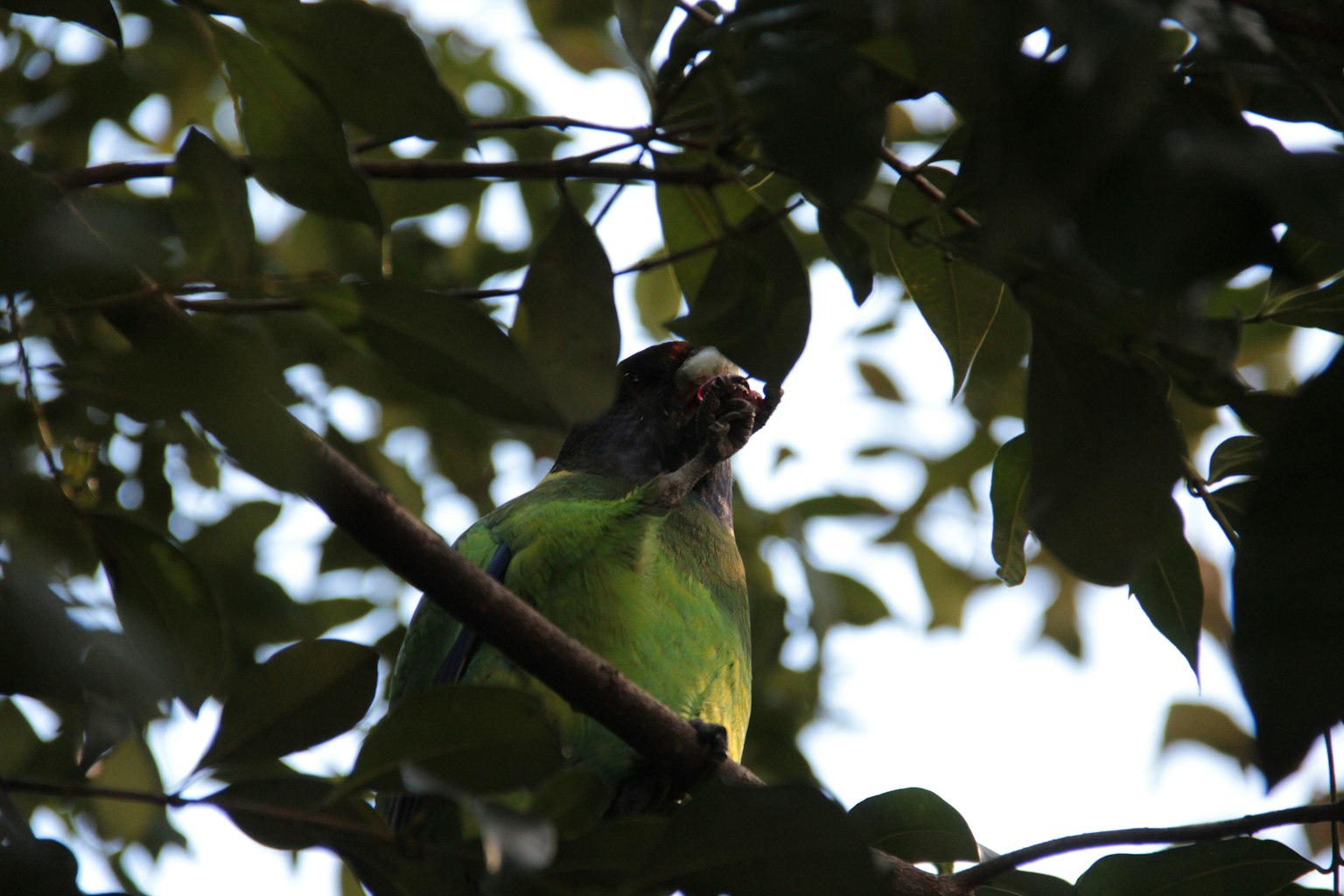 Un oiseau aux plumes vertes perché parmi les feuilles