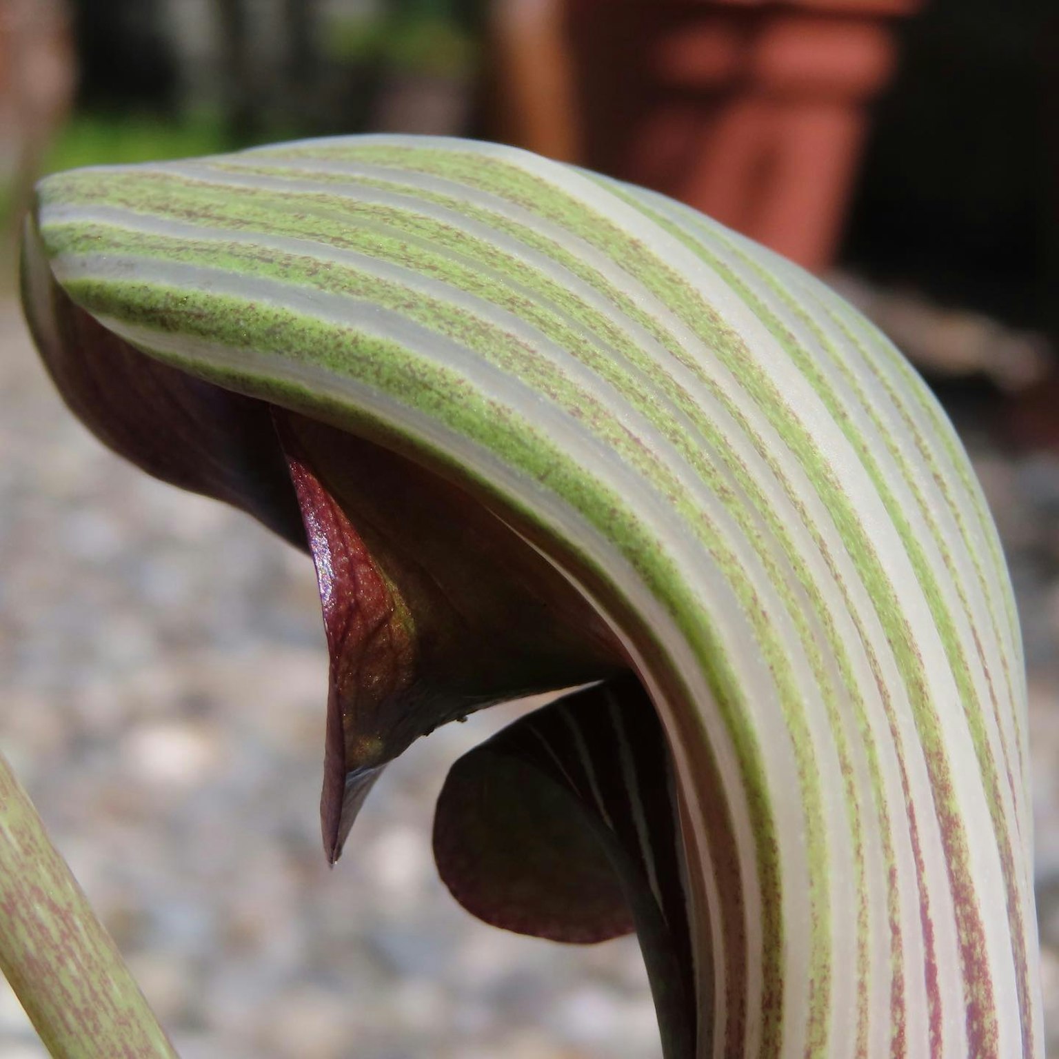 Close-up of a striped plant feature