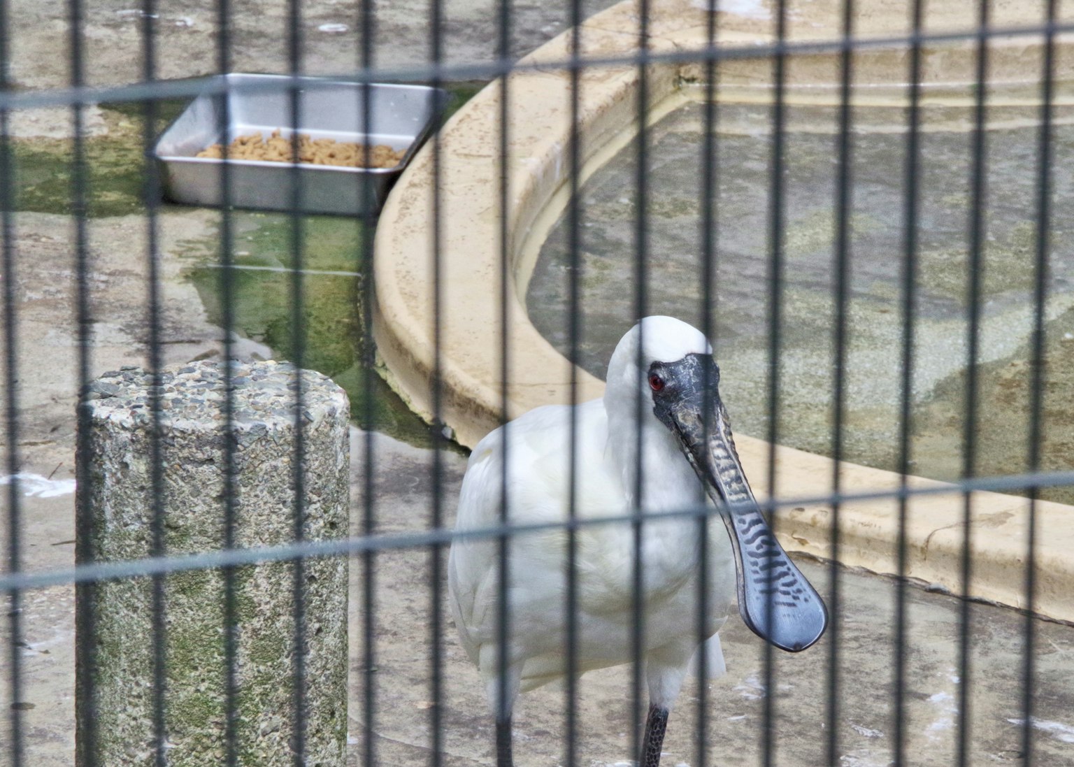 A white bird inside a cage with a blue beak The bird is near water and food