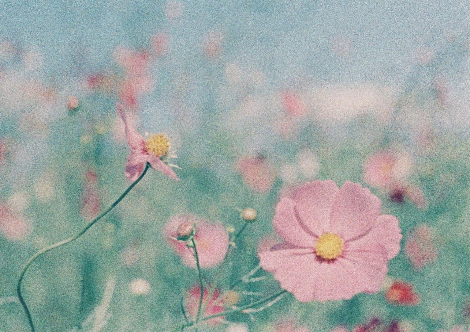 Dolce scena di fiori rosa che fioriscono sotto un cielo blu