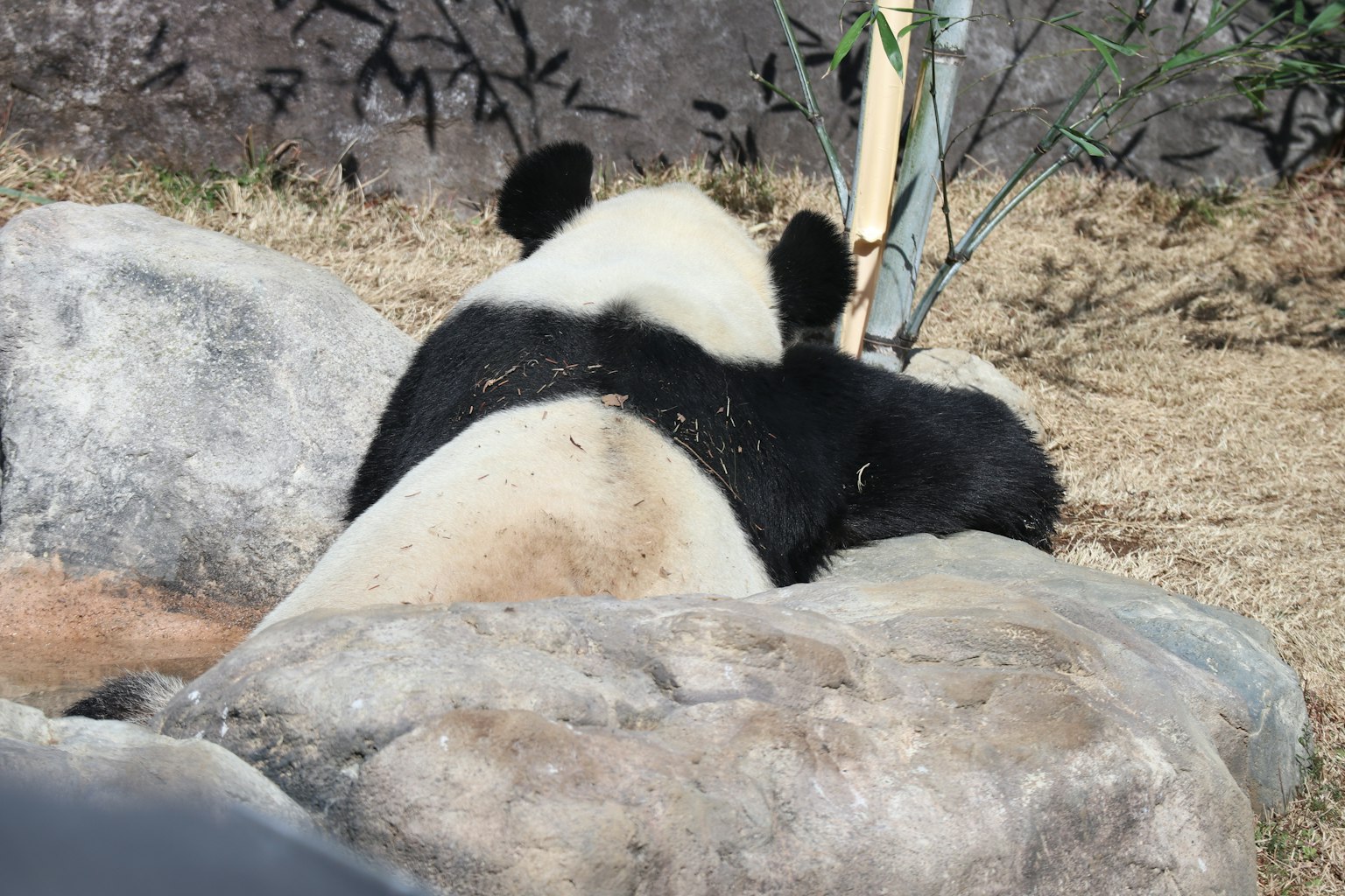 Seekor panda beristirahat di atas batu dengan bambu di latar belakang