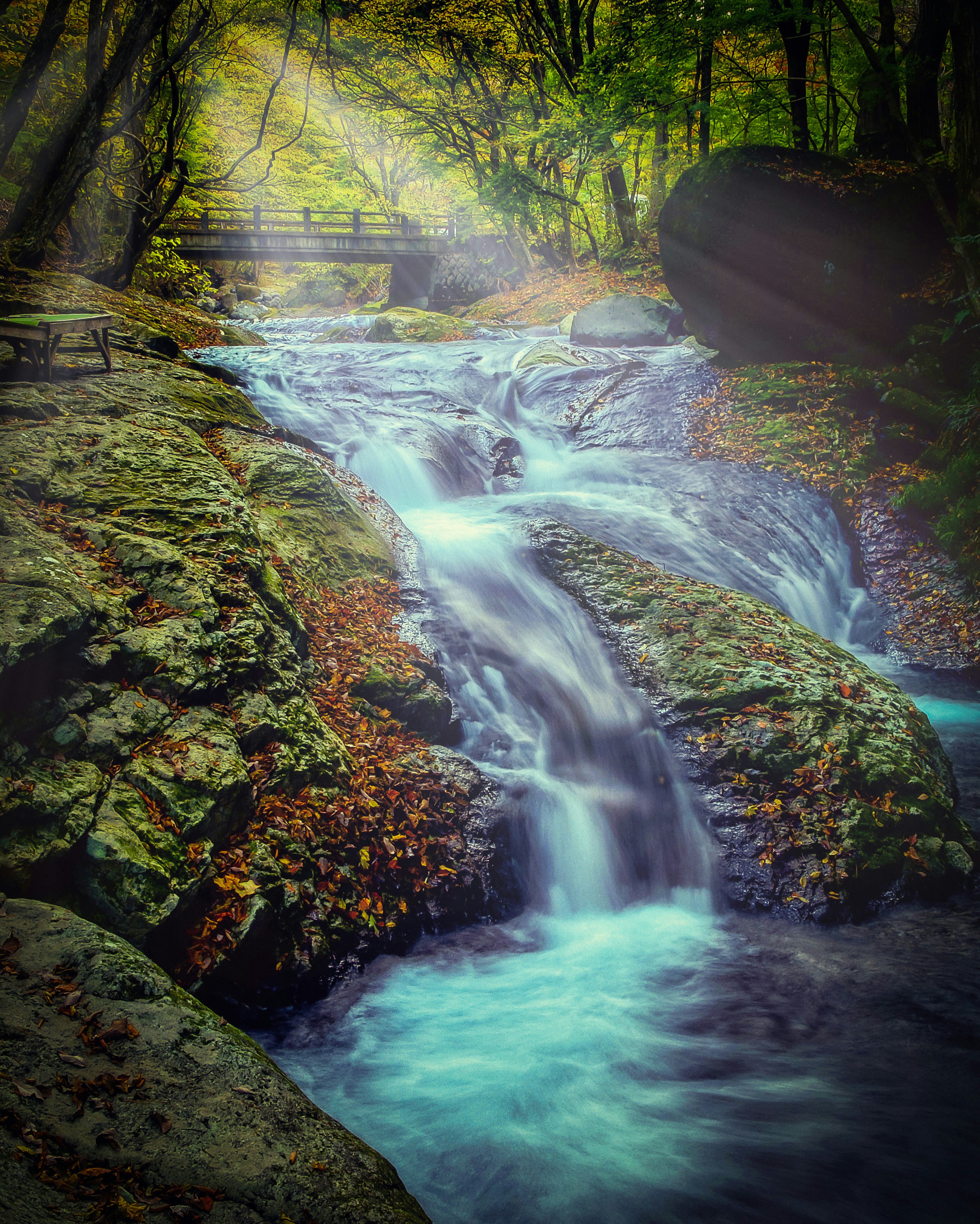 Mossy stream with a small waterfall flowing through the forest