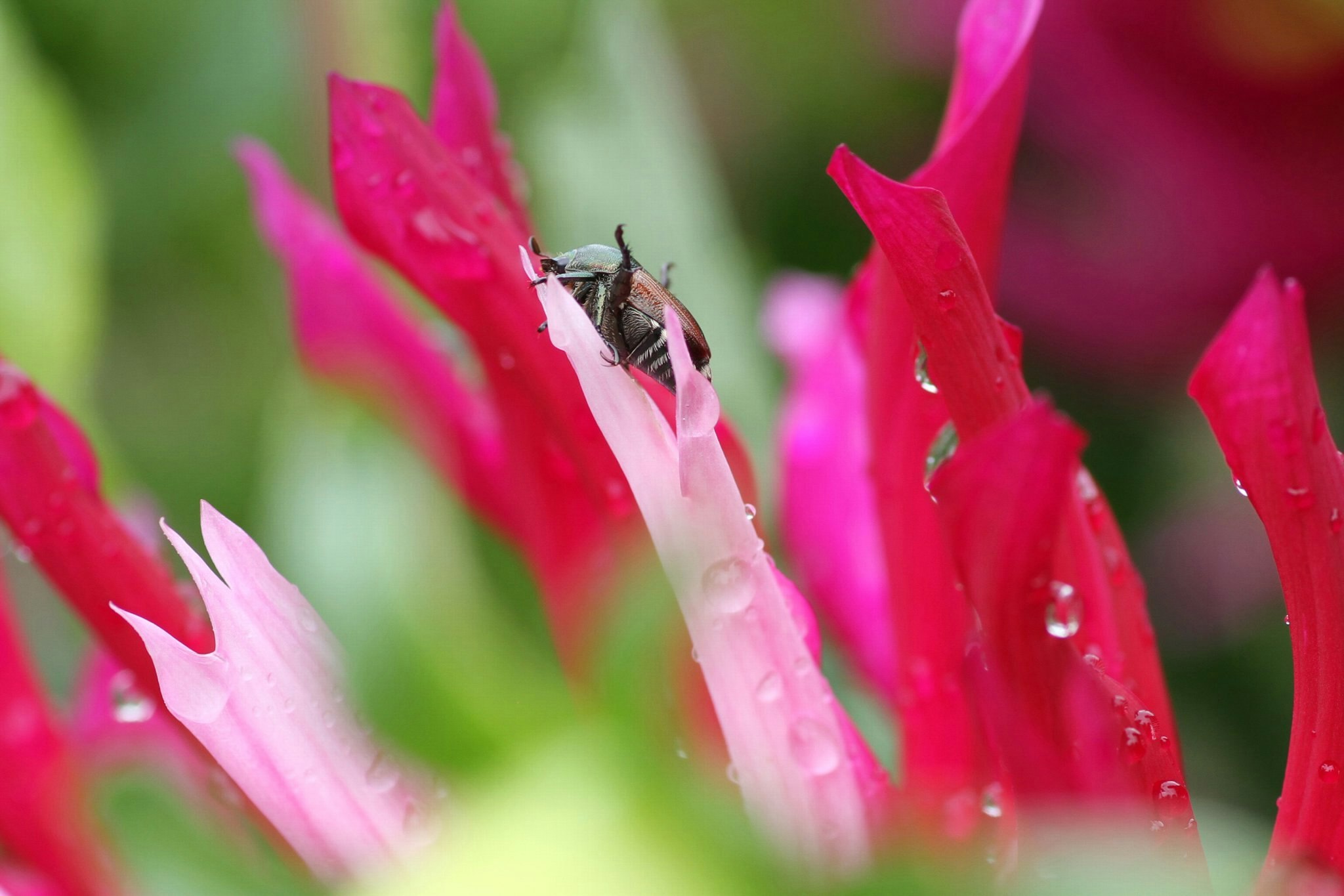 赤い花びらにとまる昆虫のクローズアップ