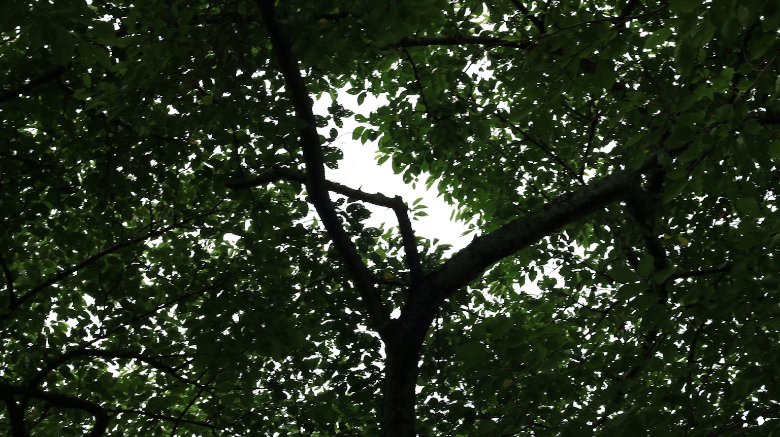 Blick von unten auf Äste und Blätter eines Baumes, die ein grünes Dach bilden
