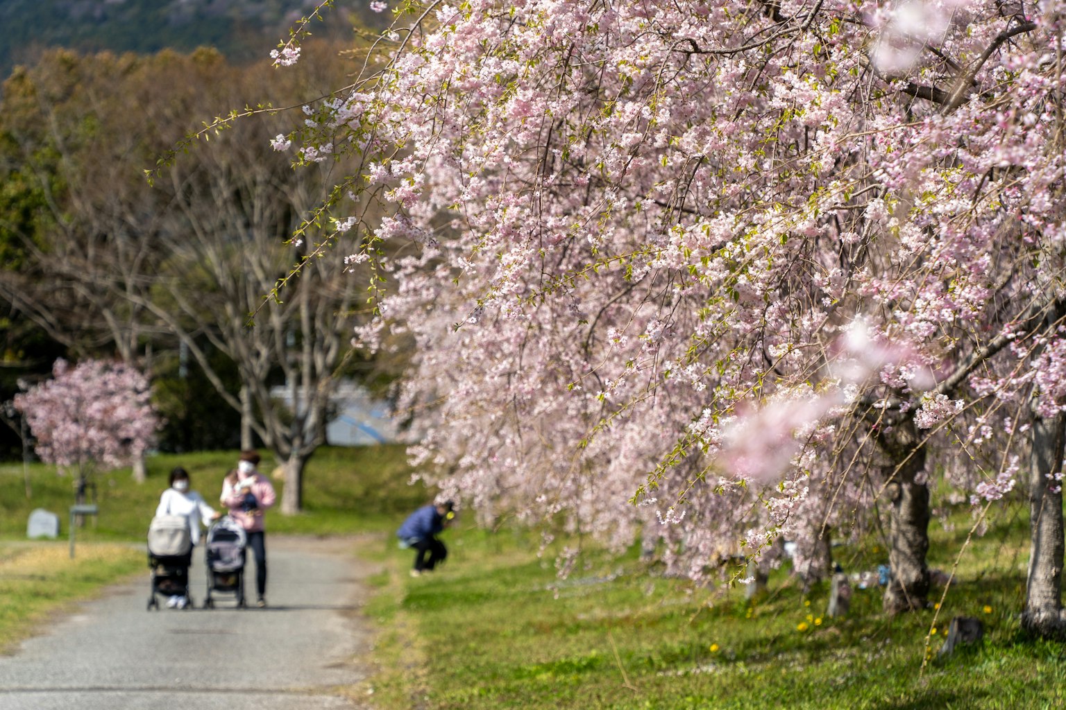 Persone che camminano su un sentiero fiancheggiato da alberi di ciliegio in fiore e un passeggino