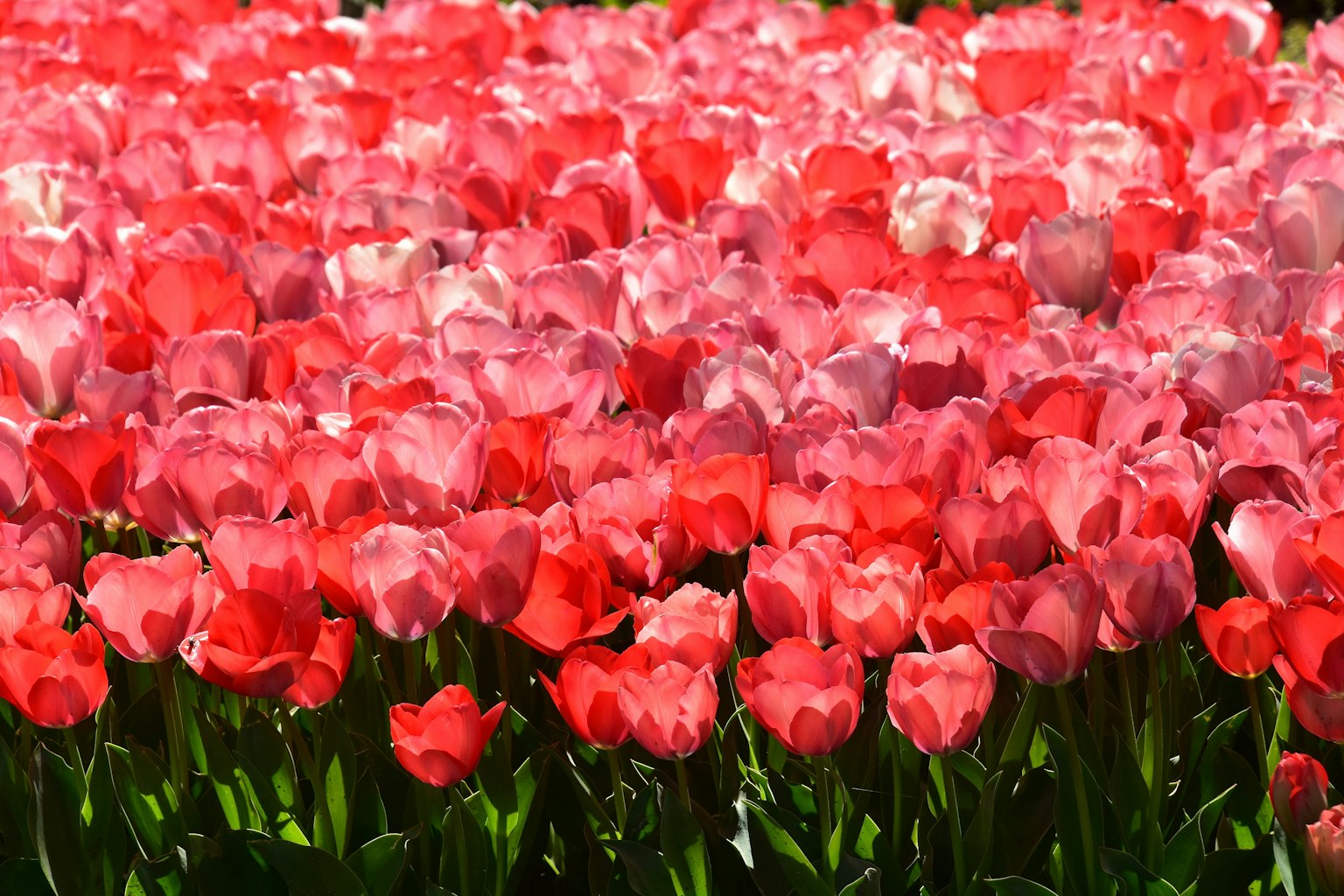 ทุ่งทิวลิปหลากสีในเฉดสีชมพูและแดง