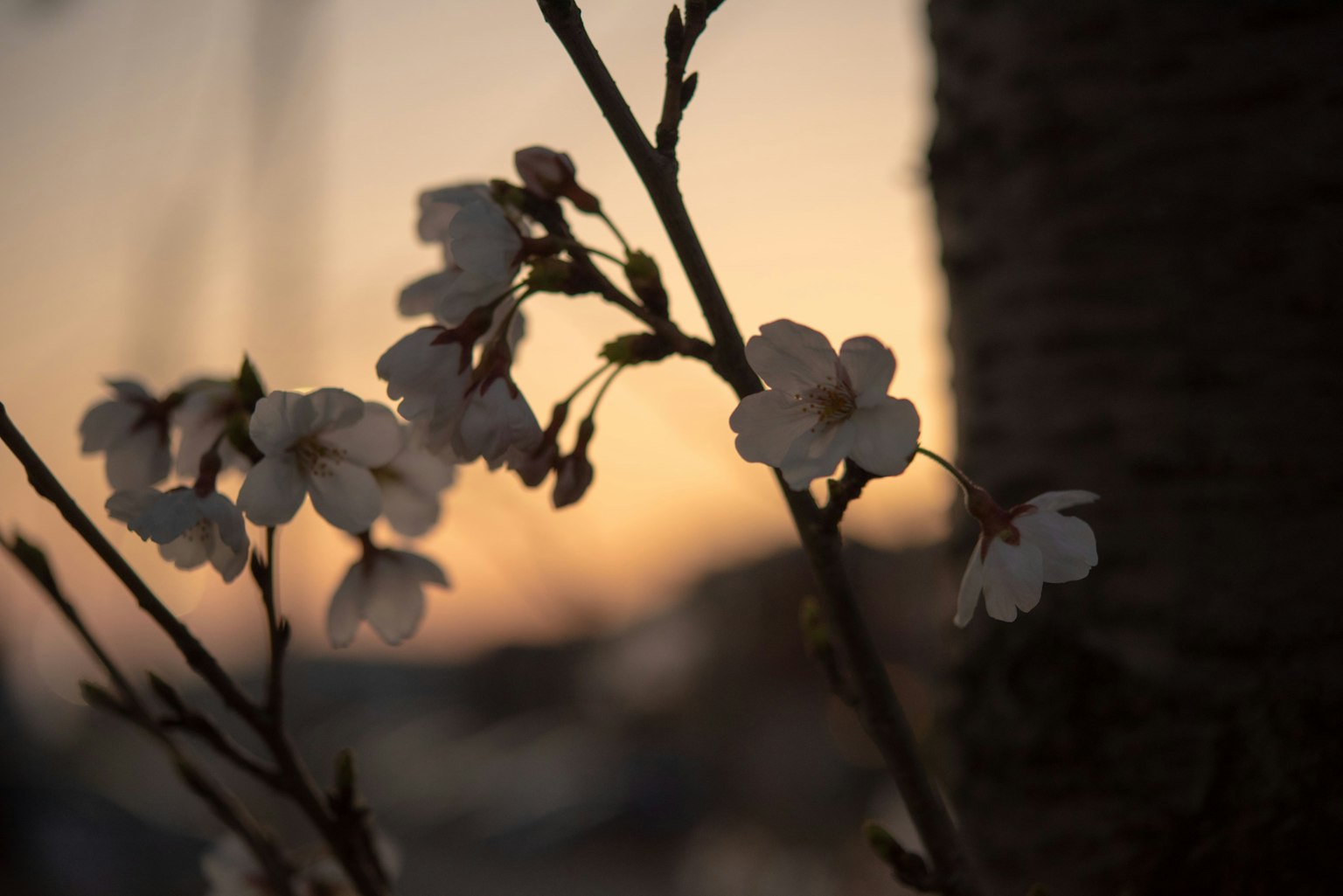 Acercamiento de flores de cerezo con fondo de atardecer
